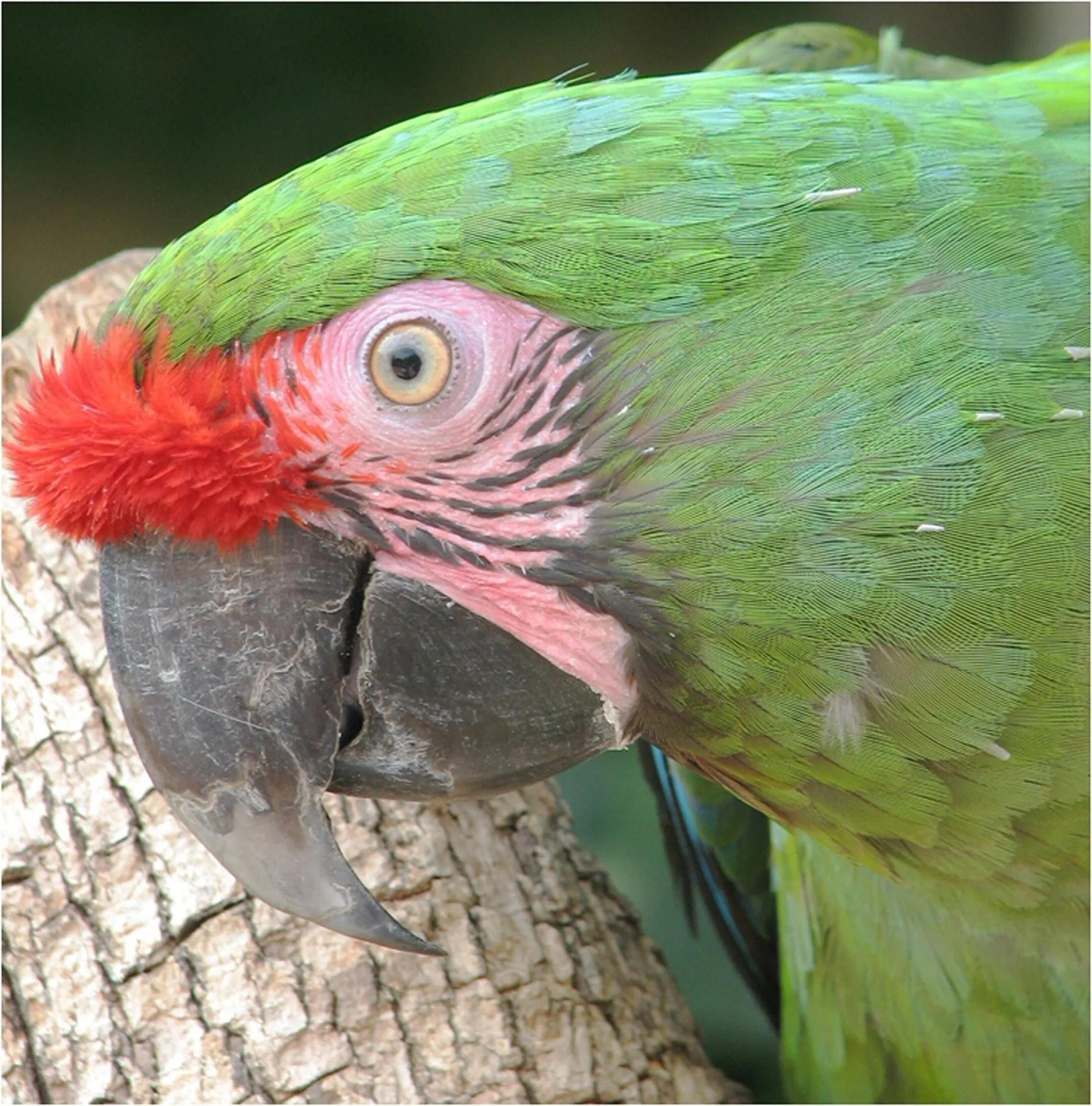 Green Parrot