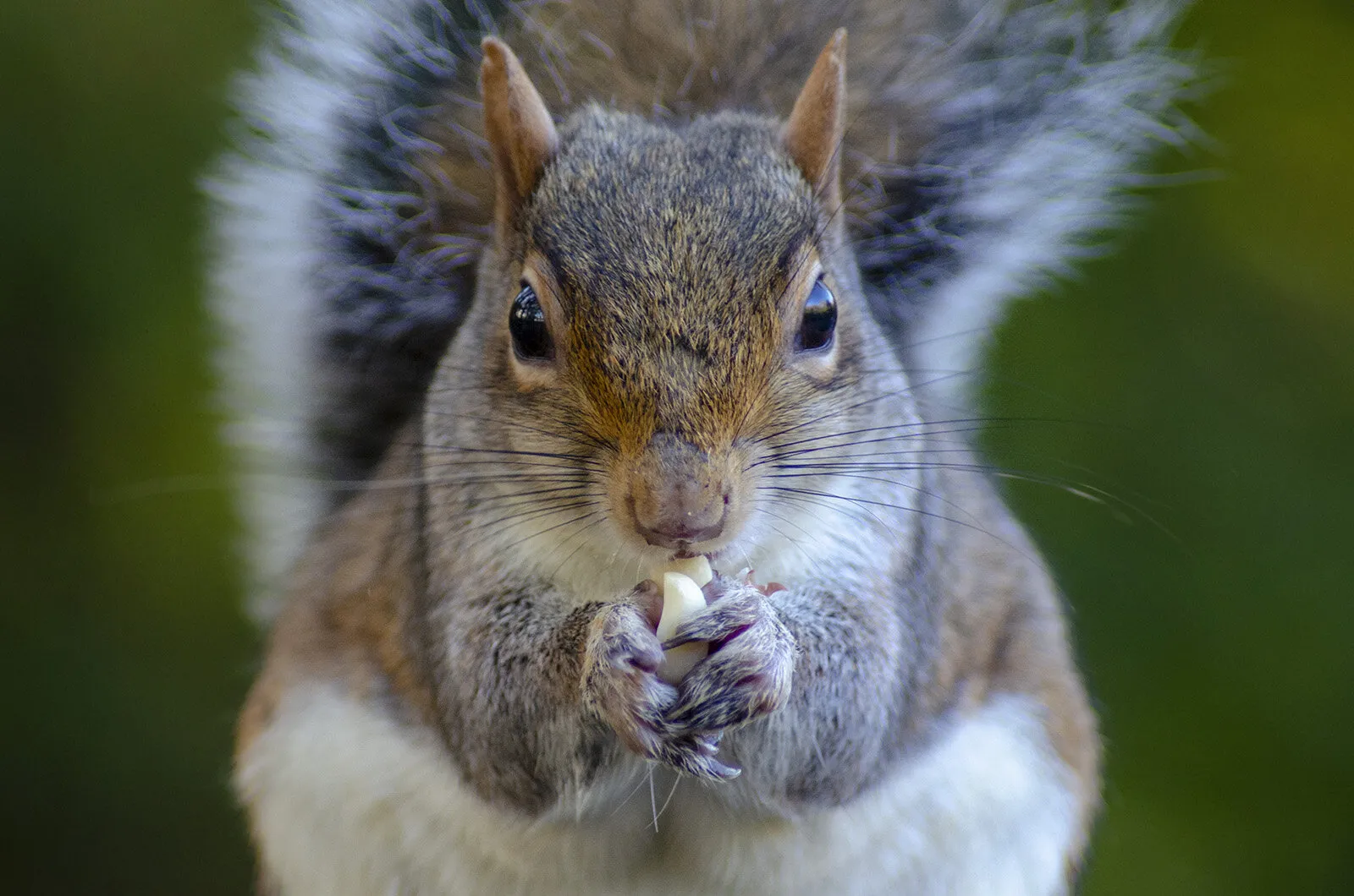 Greedy Guts