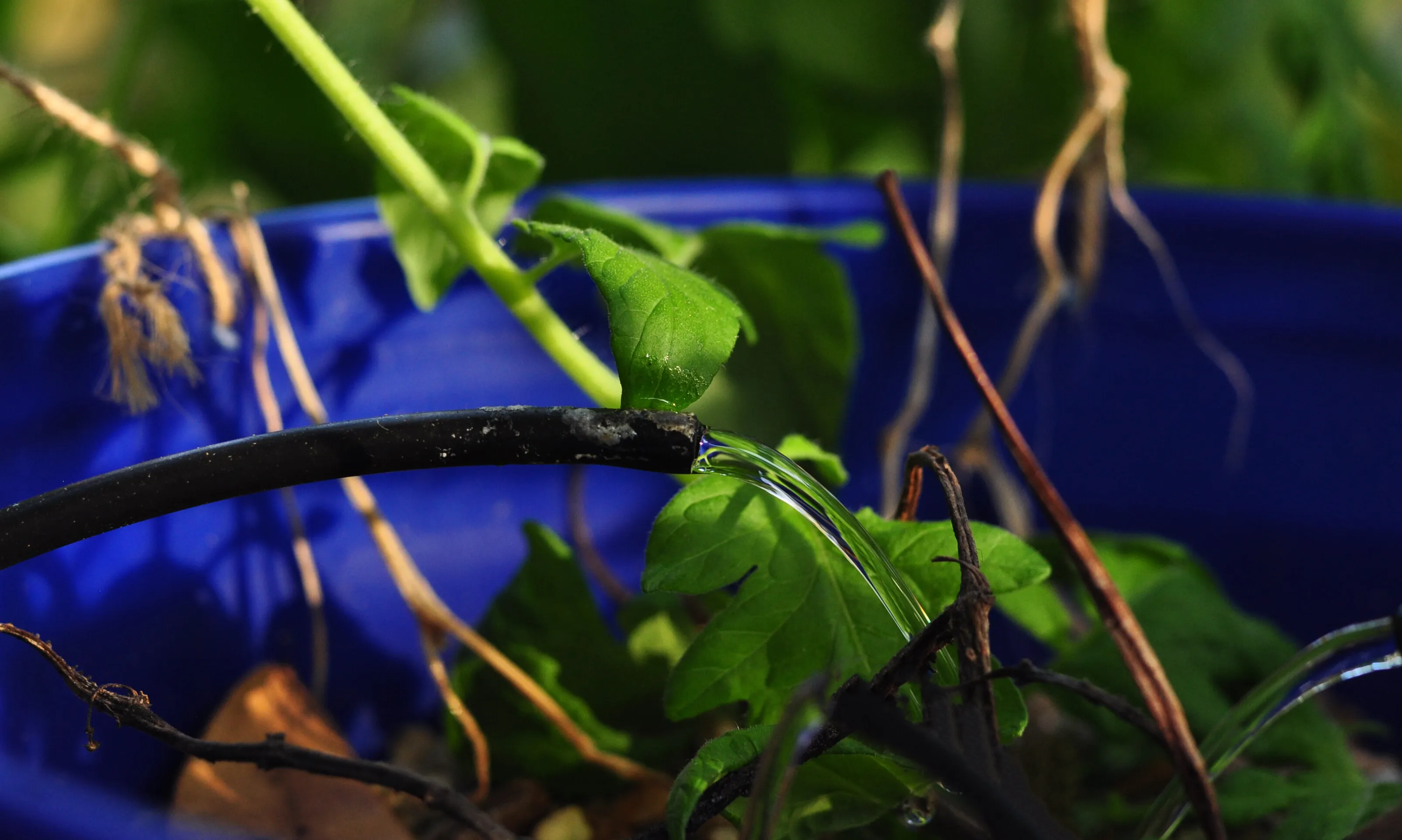 Green Water Plant
