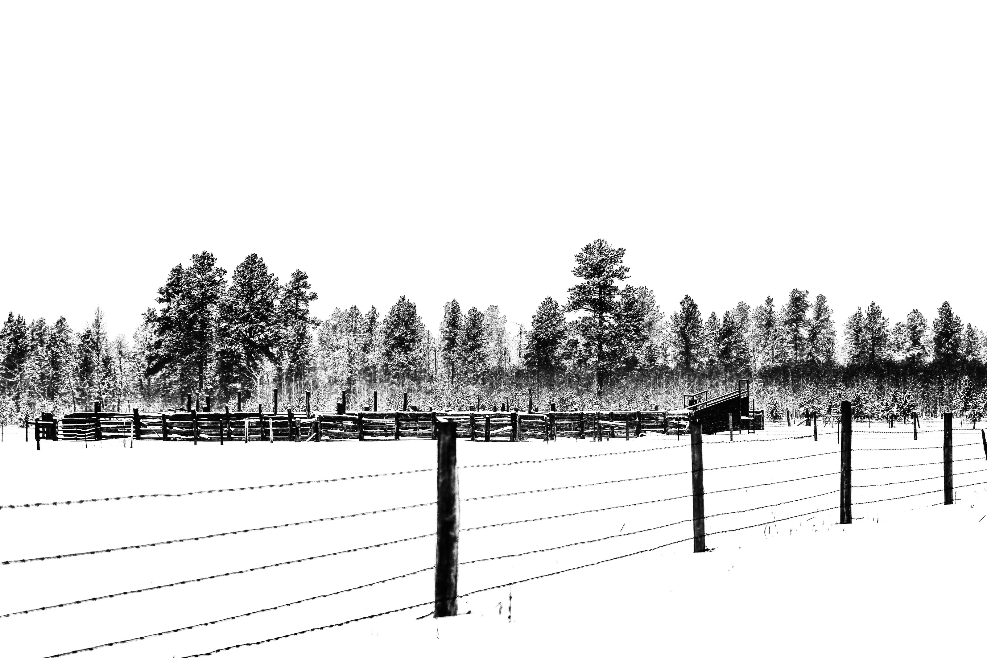 Crows Corrals