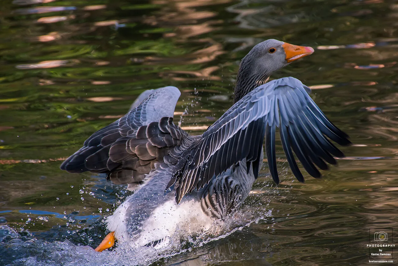 Goose