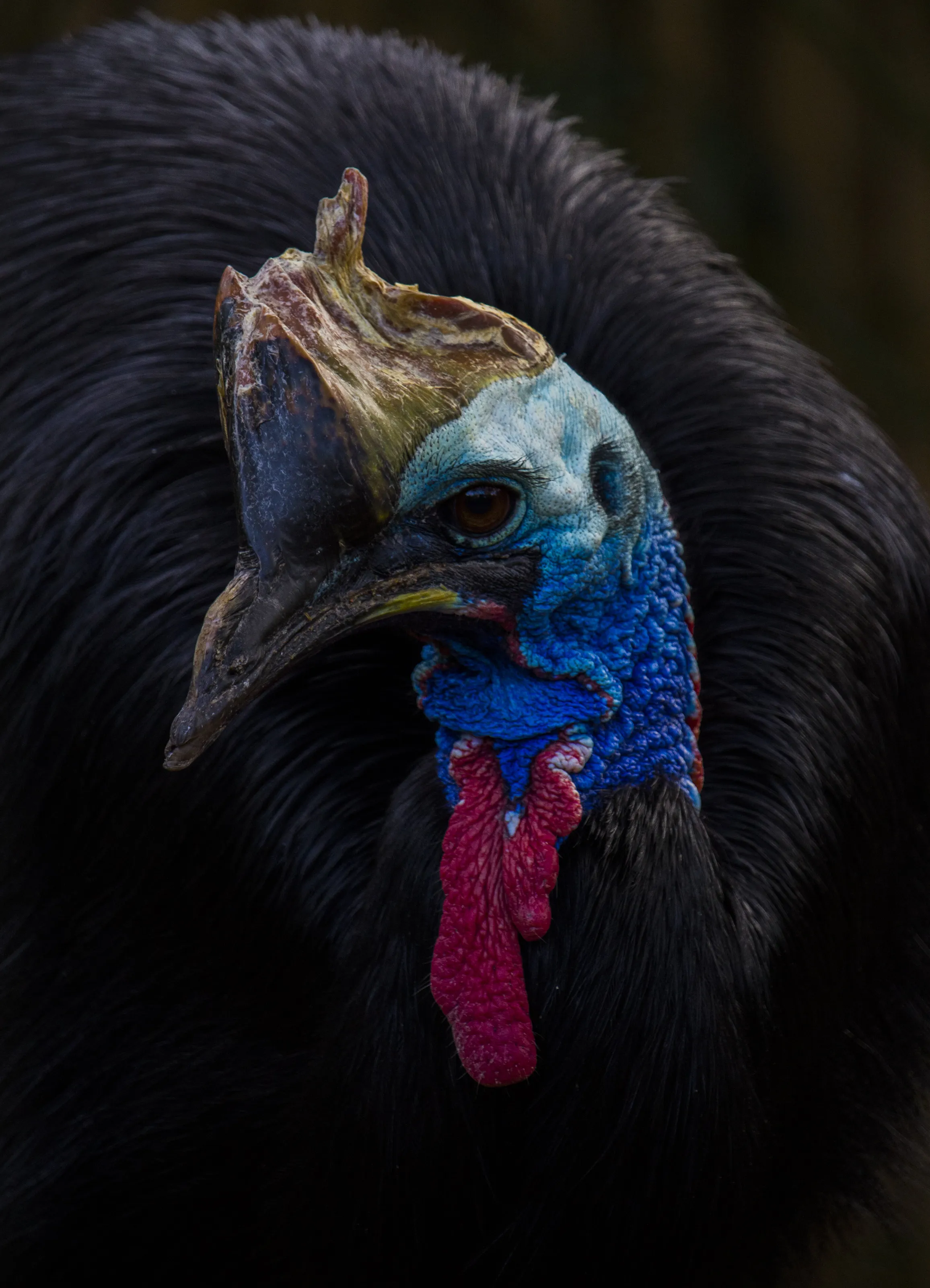 Bird