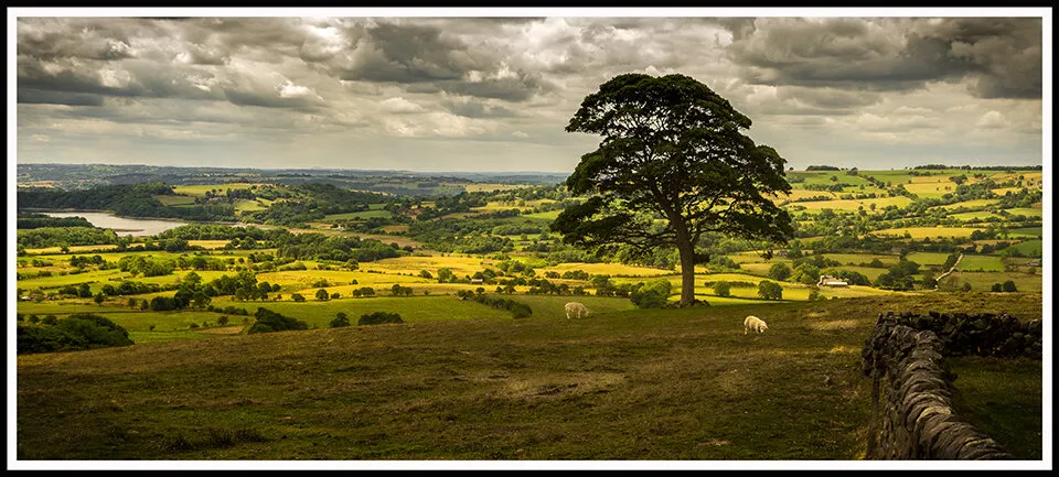 Golden Valley