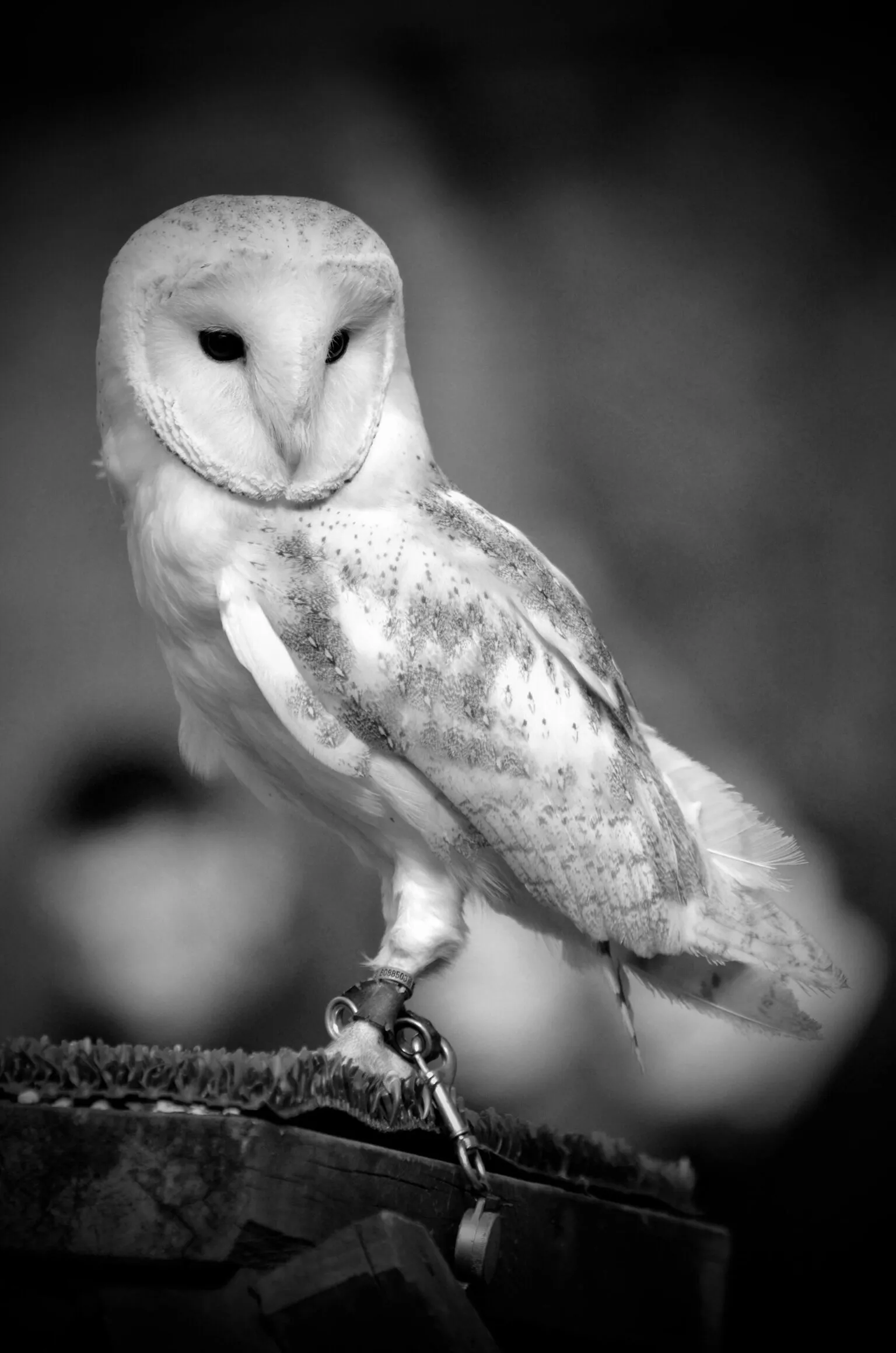Barn  owl