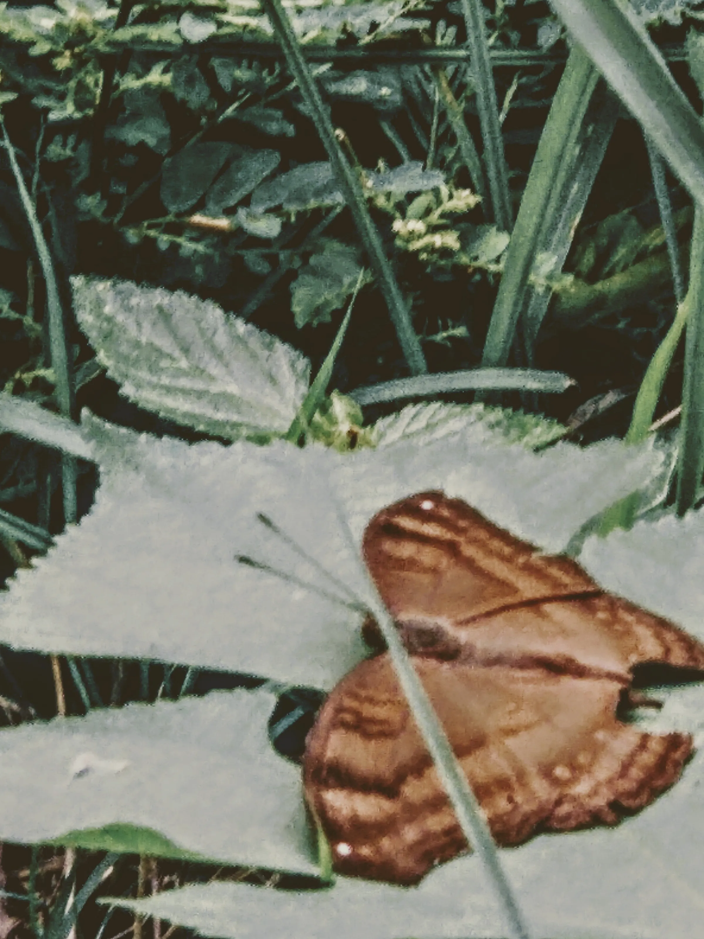 Gift of nature