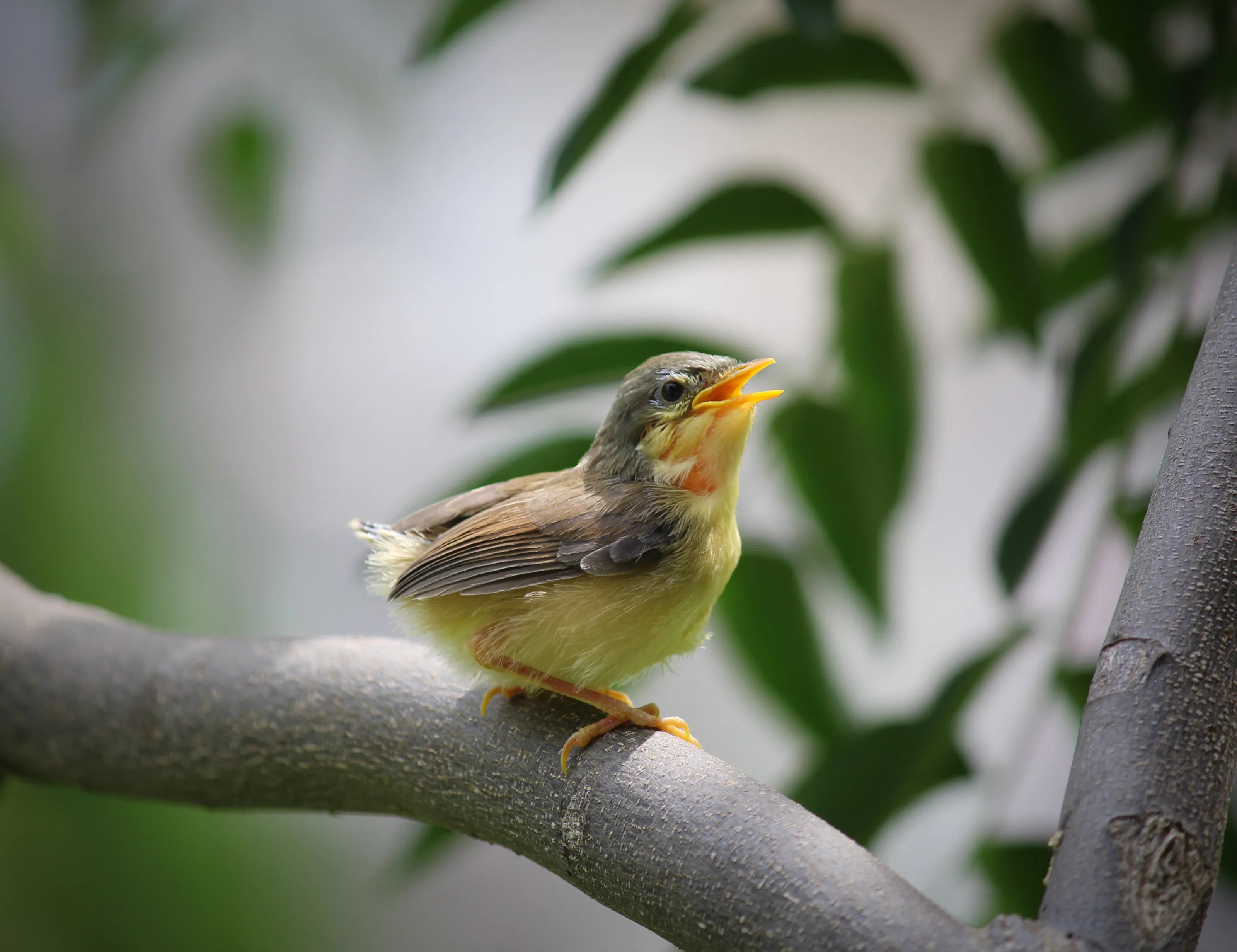 Sparrow