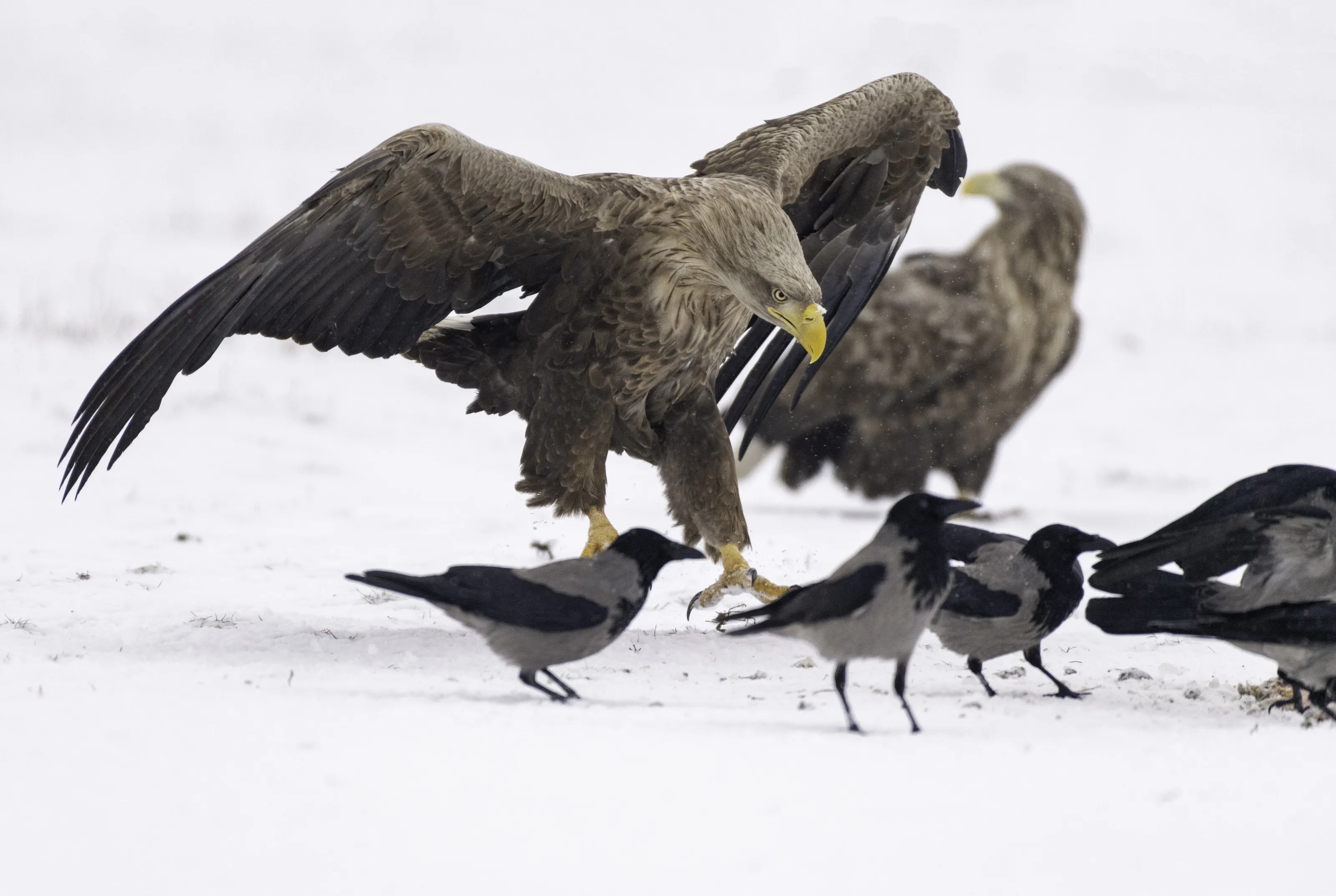 Angry eagle landing on snow.