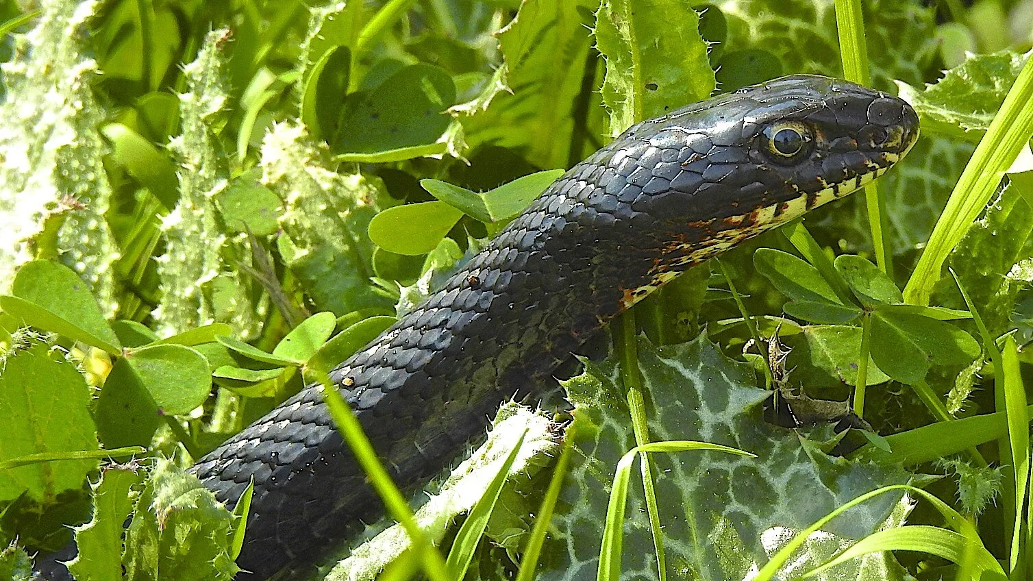 Snake in the grass