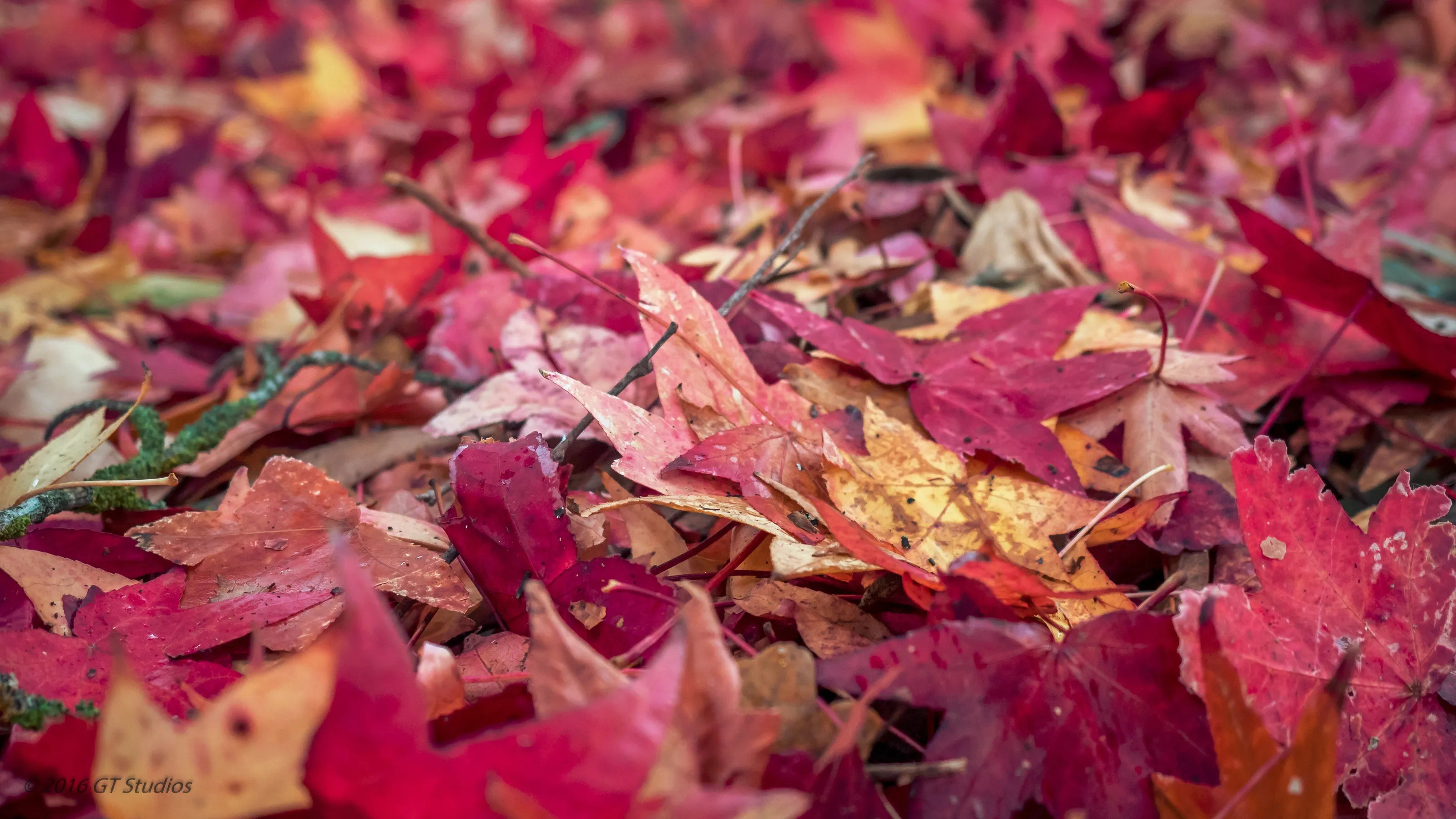 Autumn leaves at Stirling