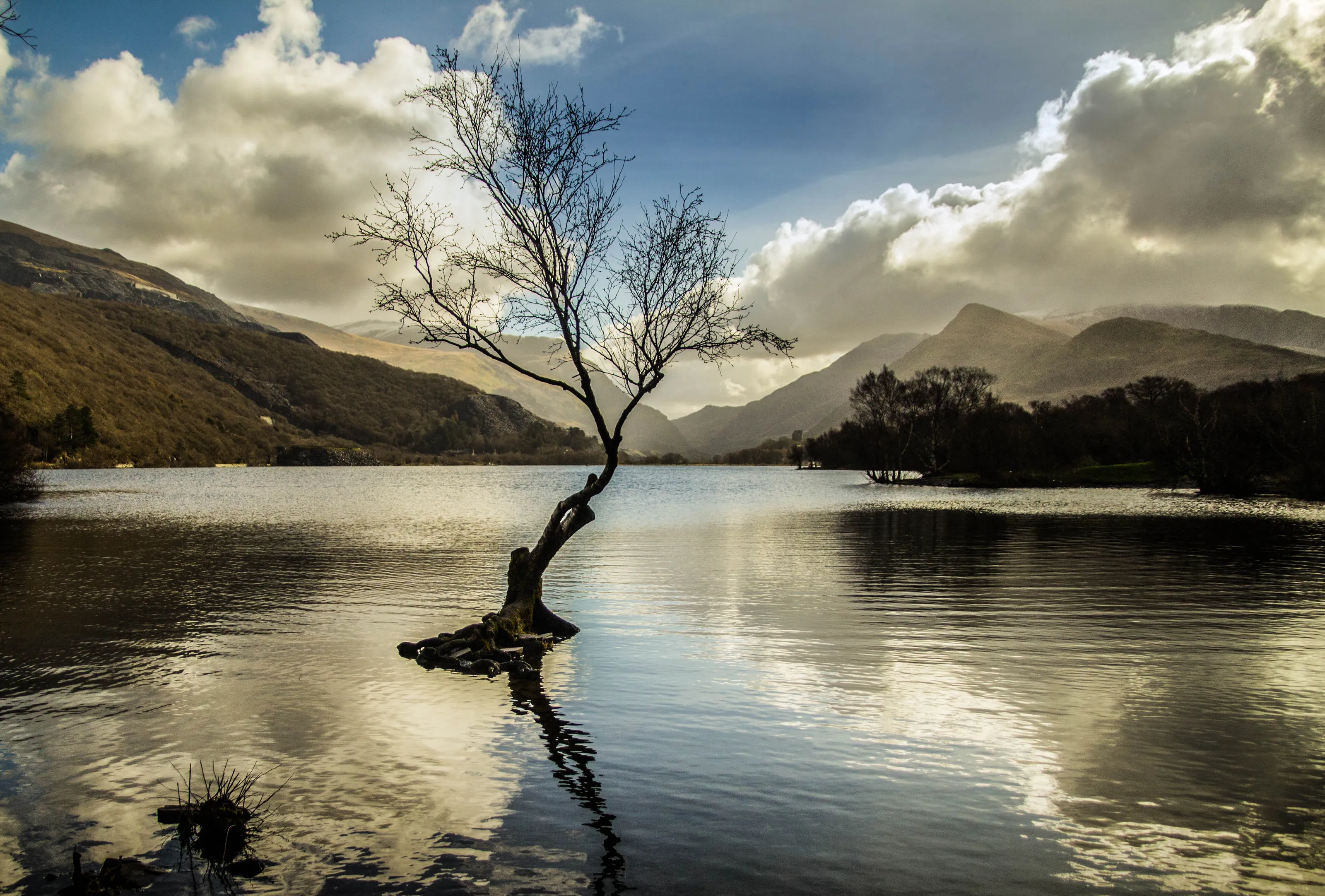 The Lonely Tree