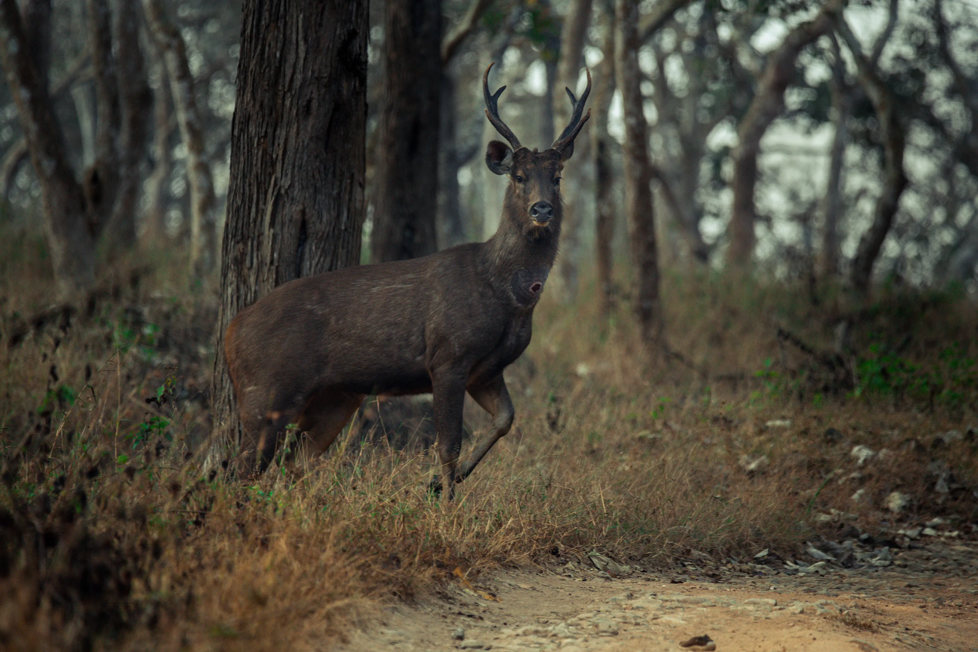 Sambar deer