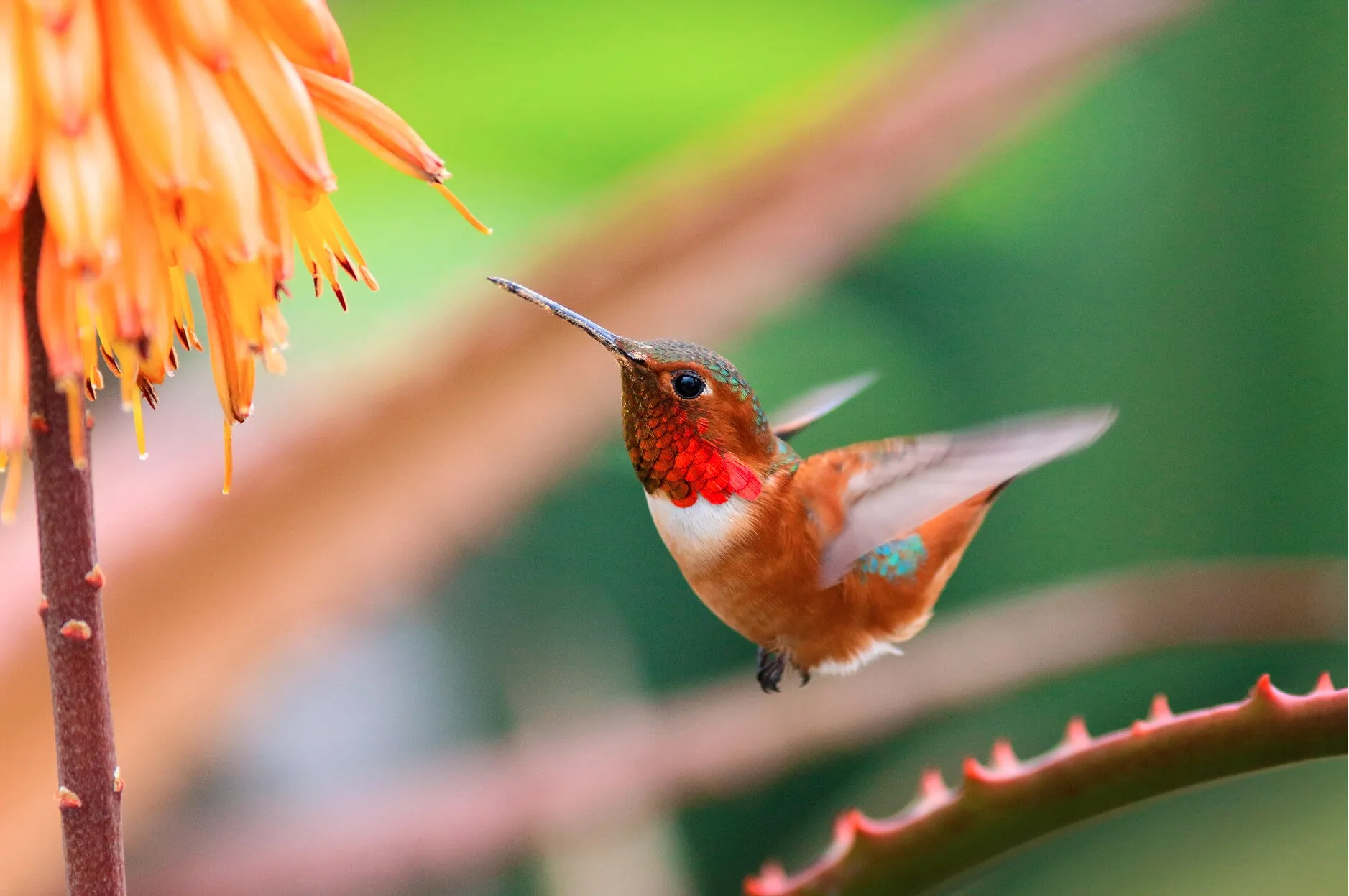 Allen's Hummingbird