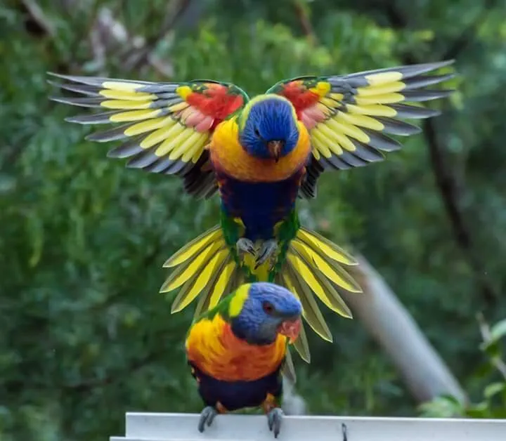 Incoming. Lorikeets .