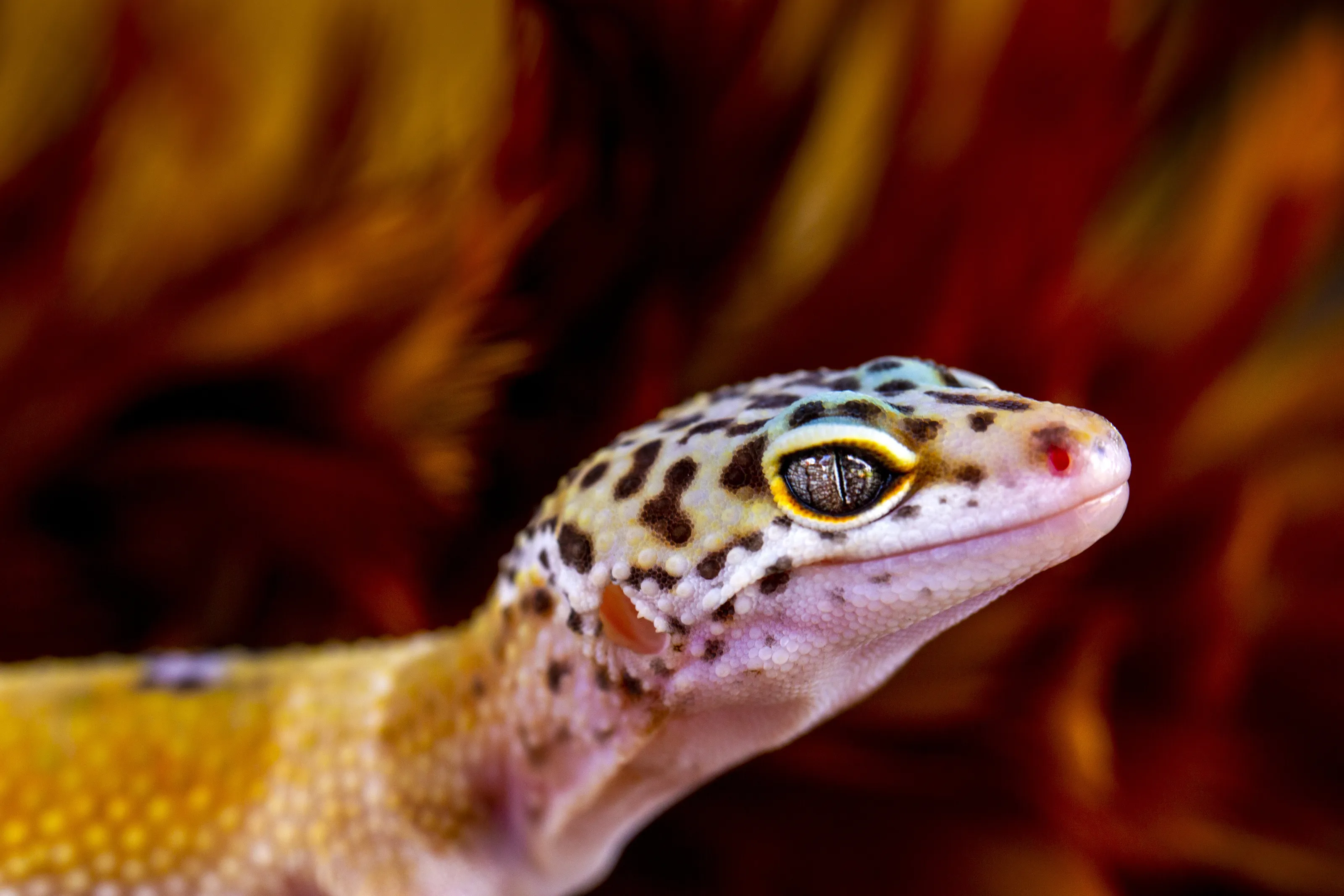 Gecko