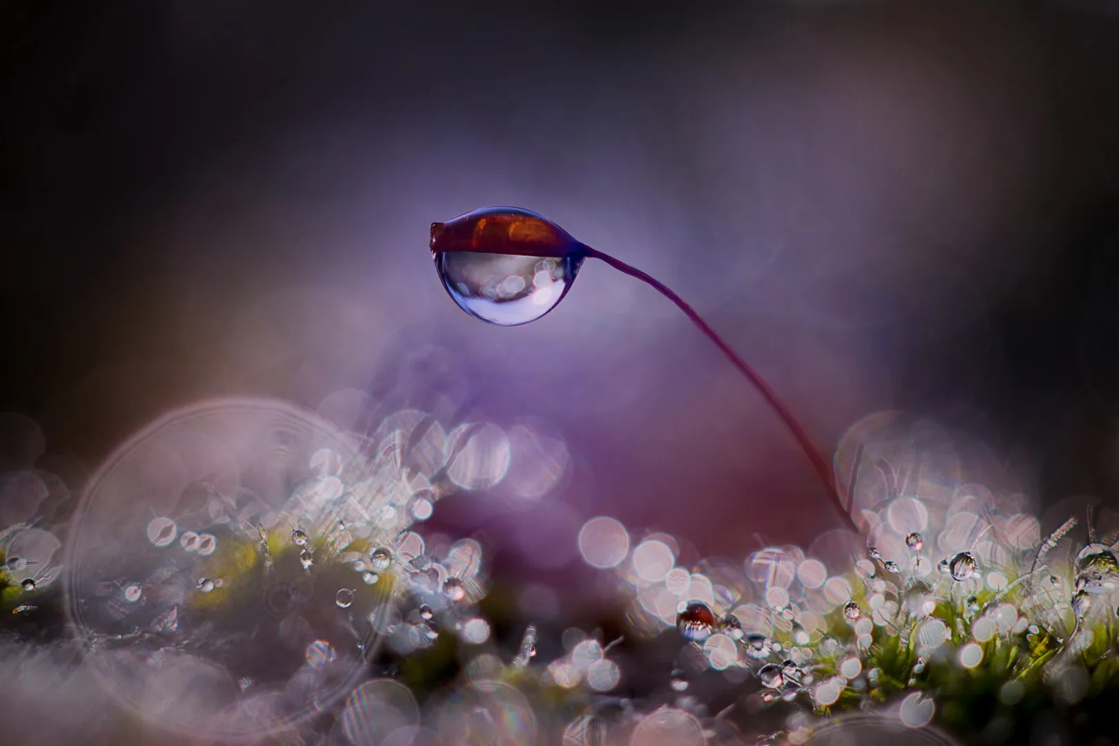moss seed