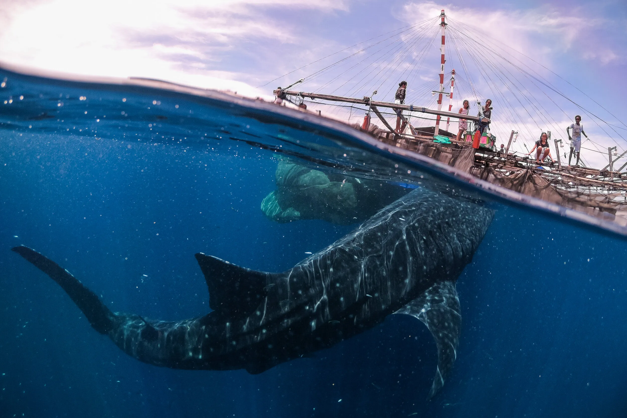 Whale shark encounter in West Papua