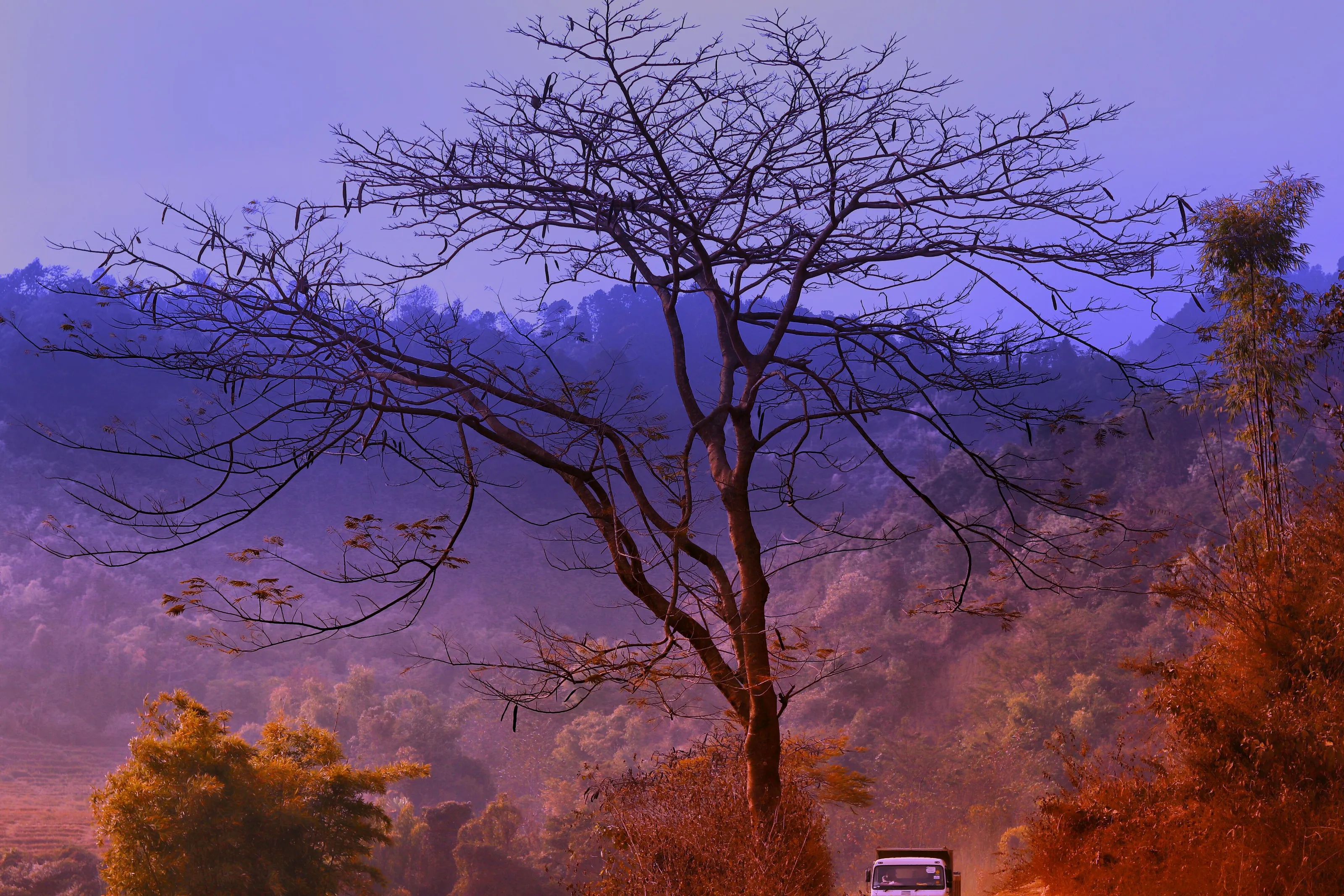 The Solitary Tree