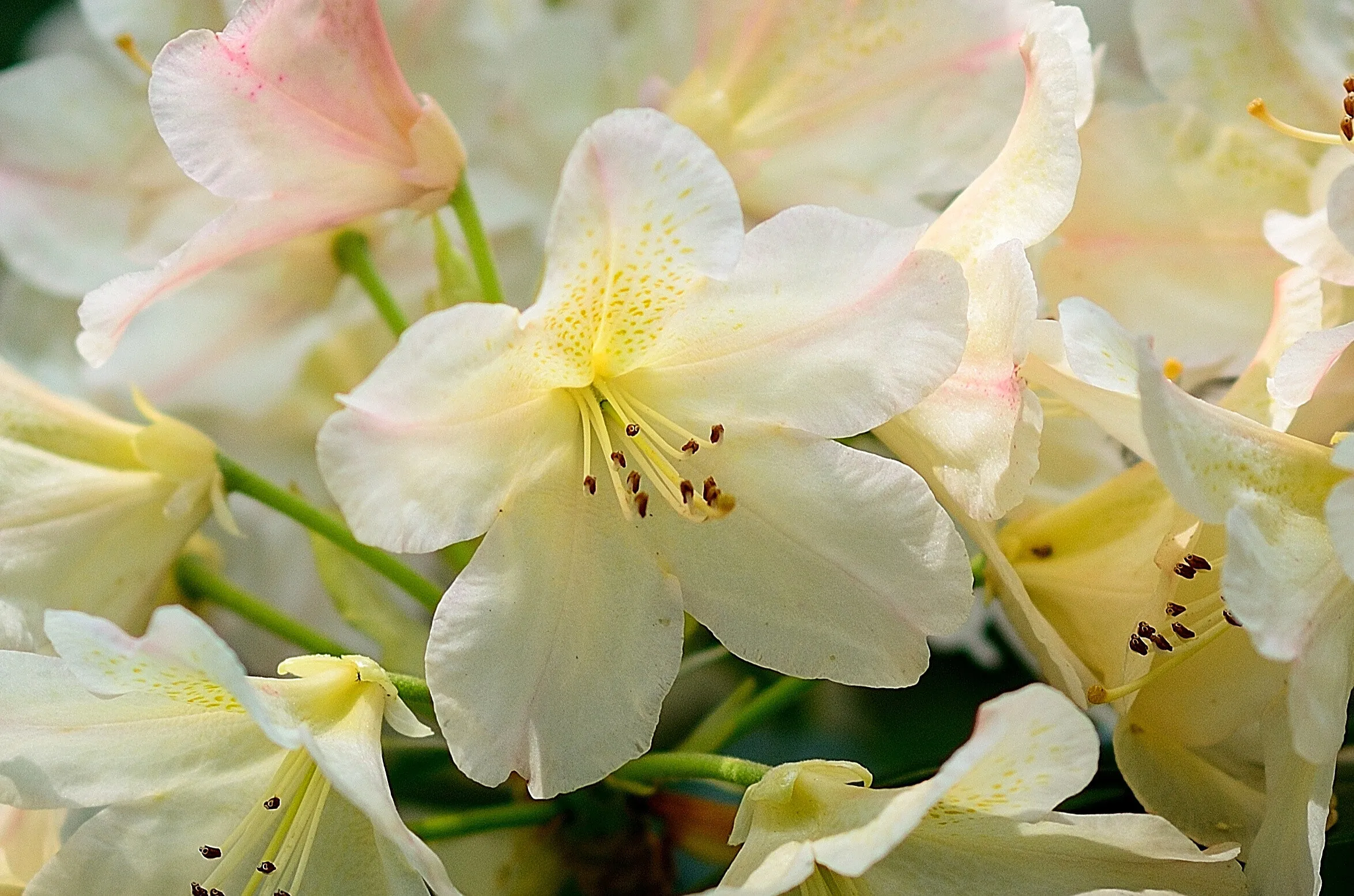 Rhododendron flower
