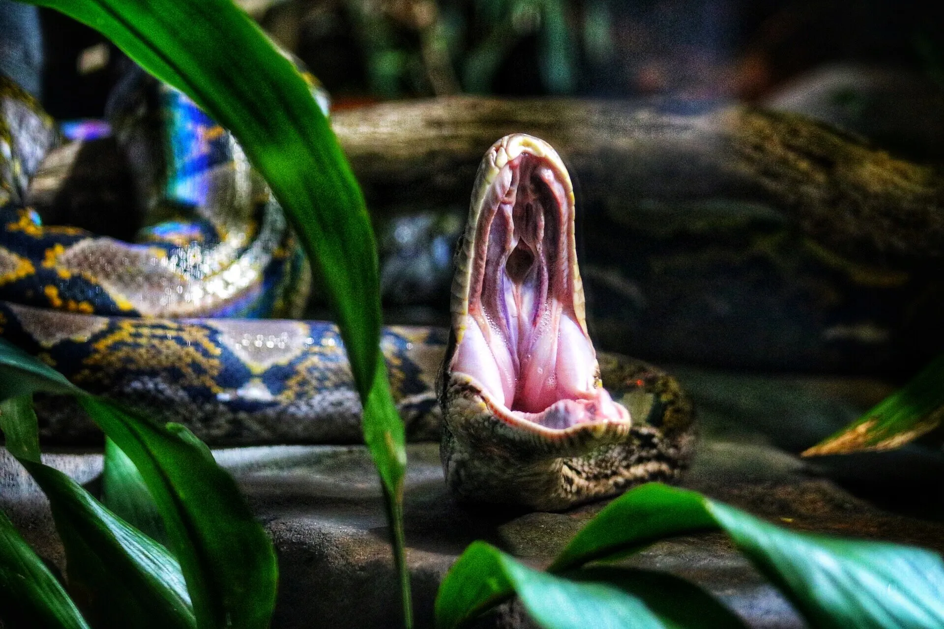 Open Wide