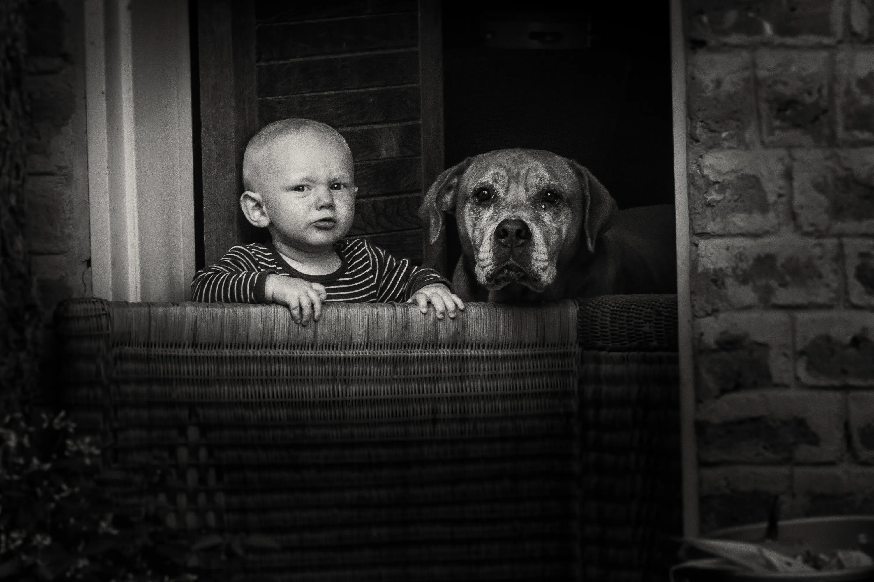 Boy's best friend