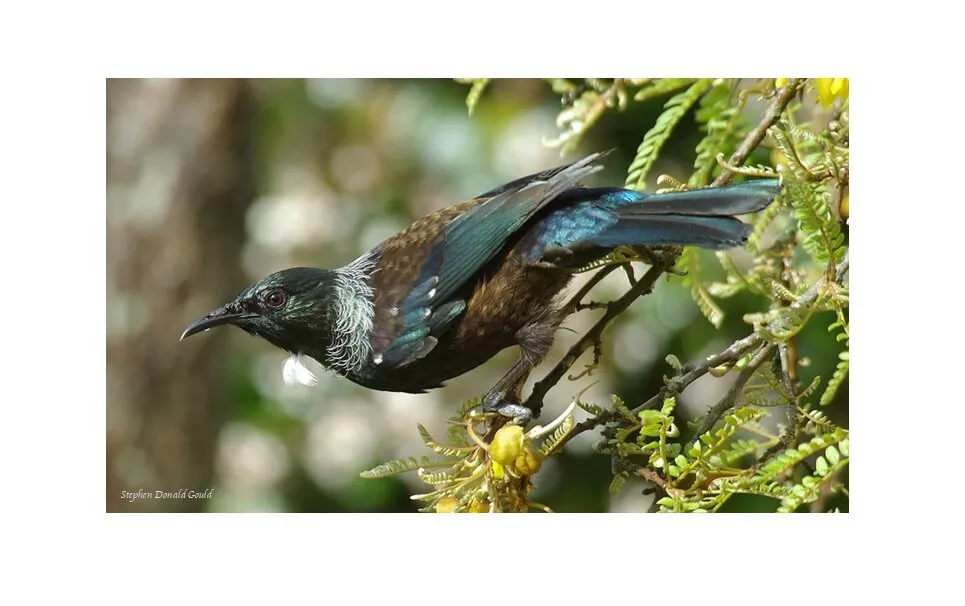 New Zealand  - Tui