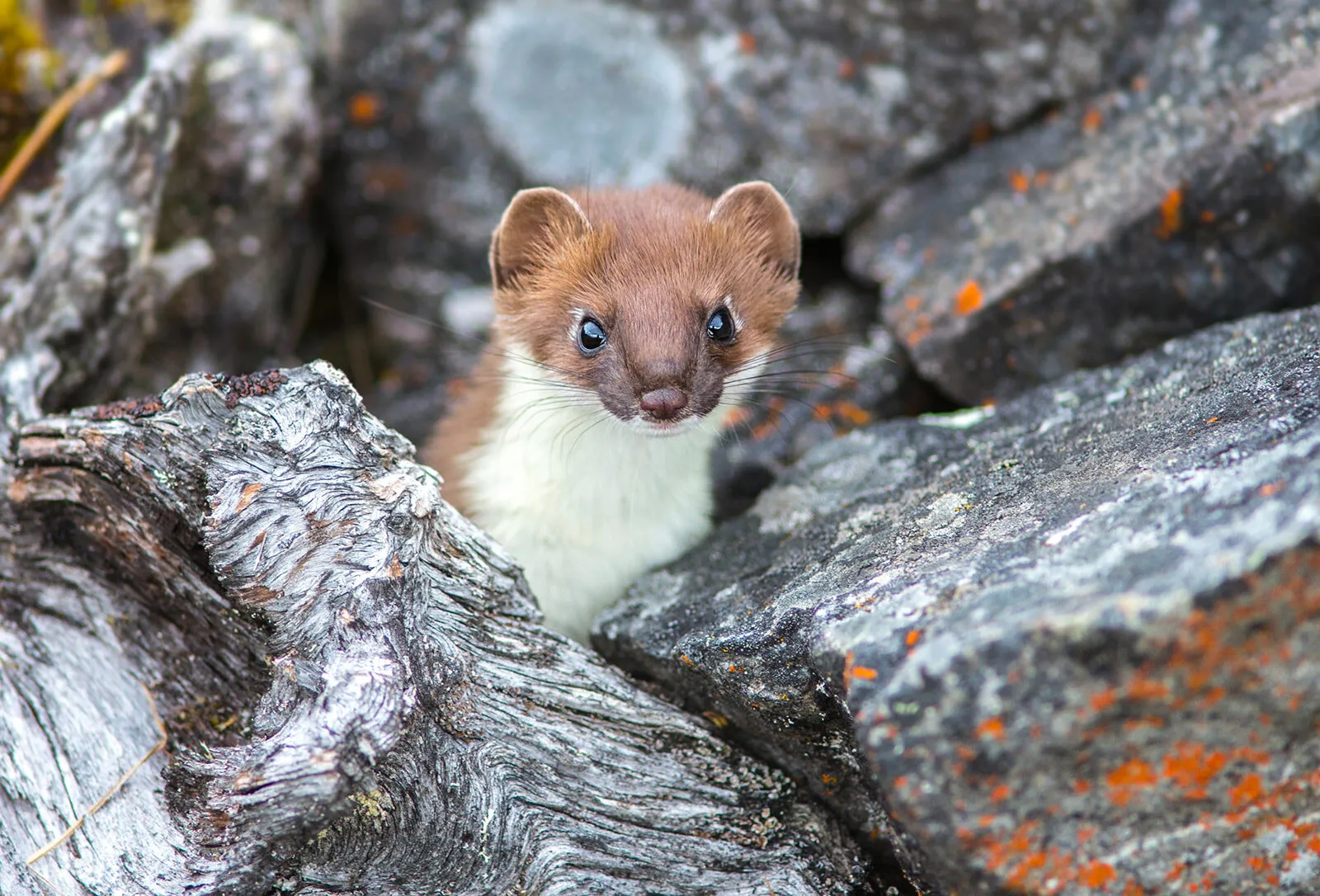 Ermine