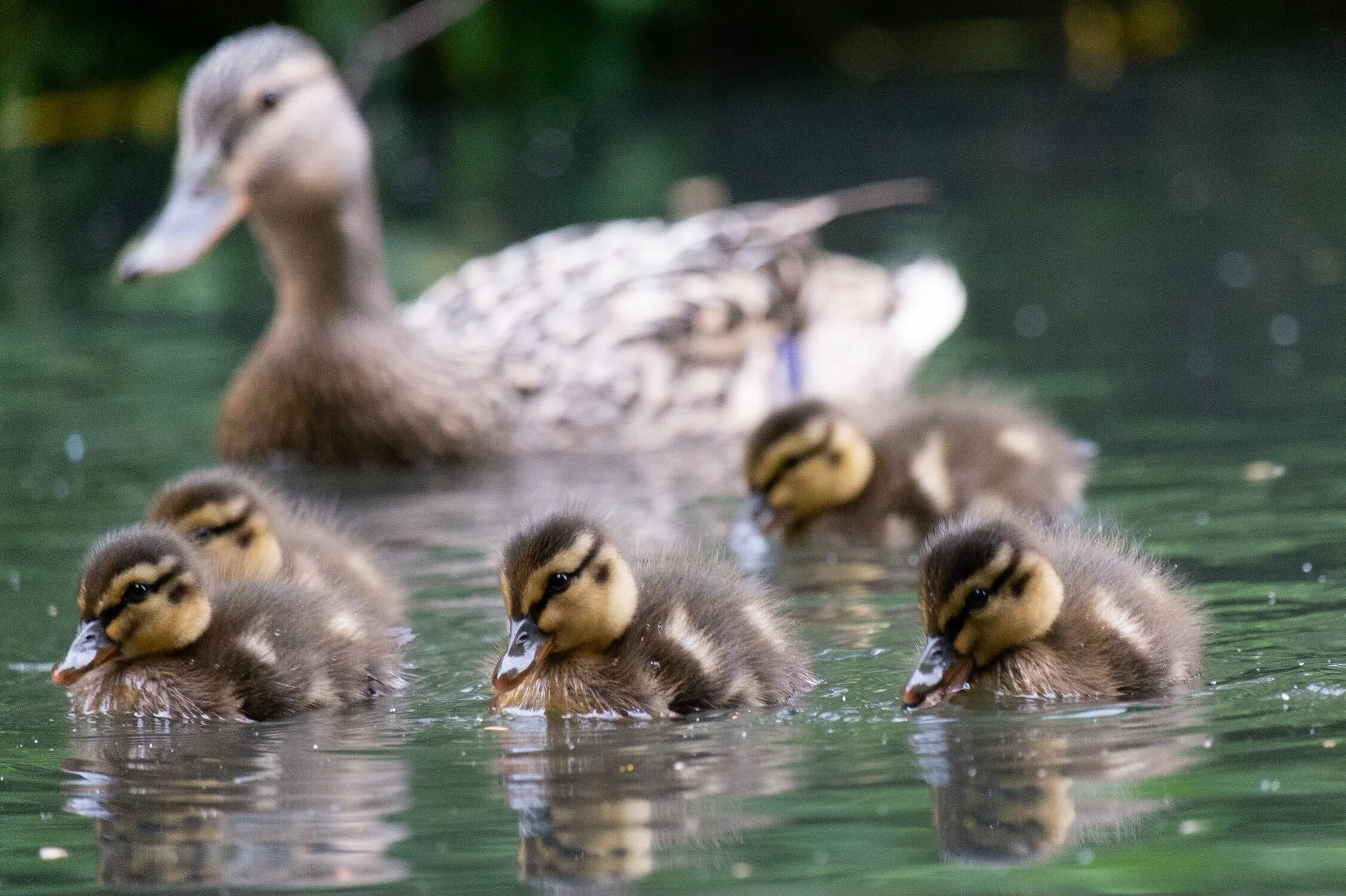 A Single Mother