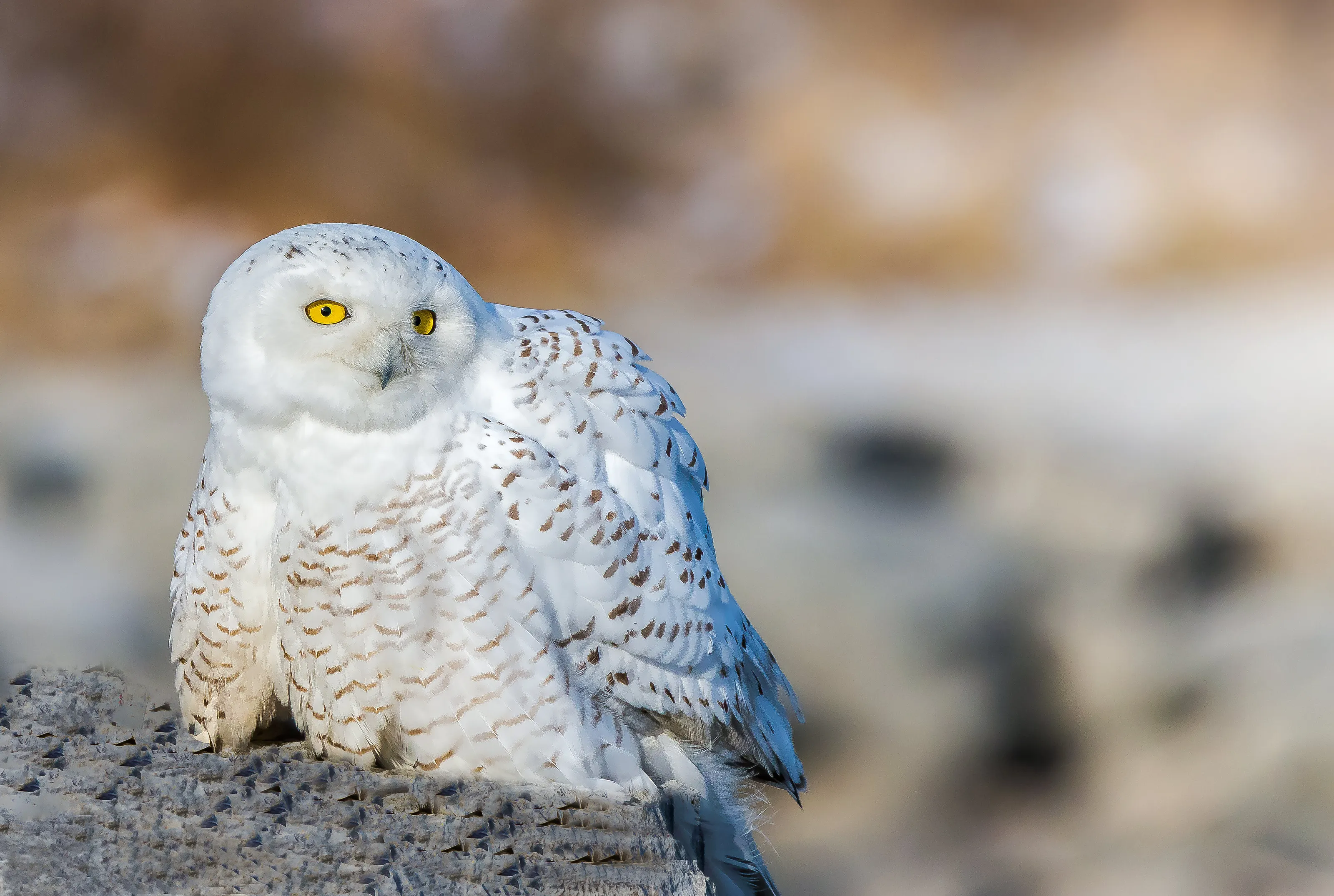 Snowy Owl Portrait