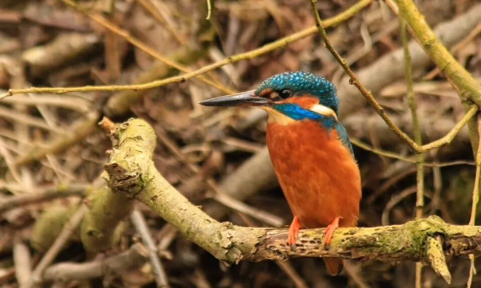 My first kingfisher