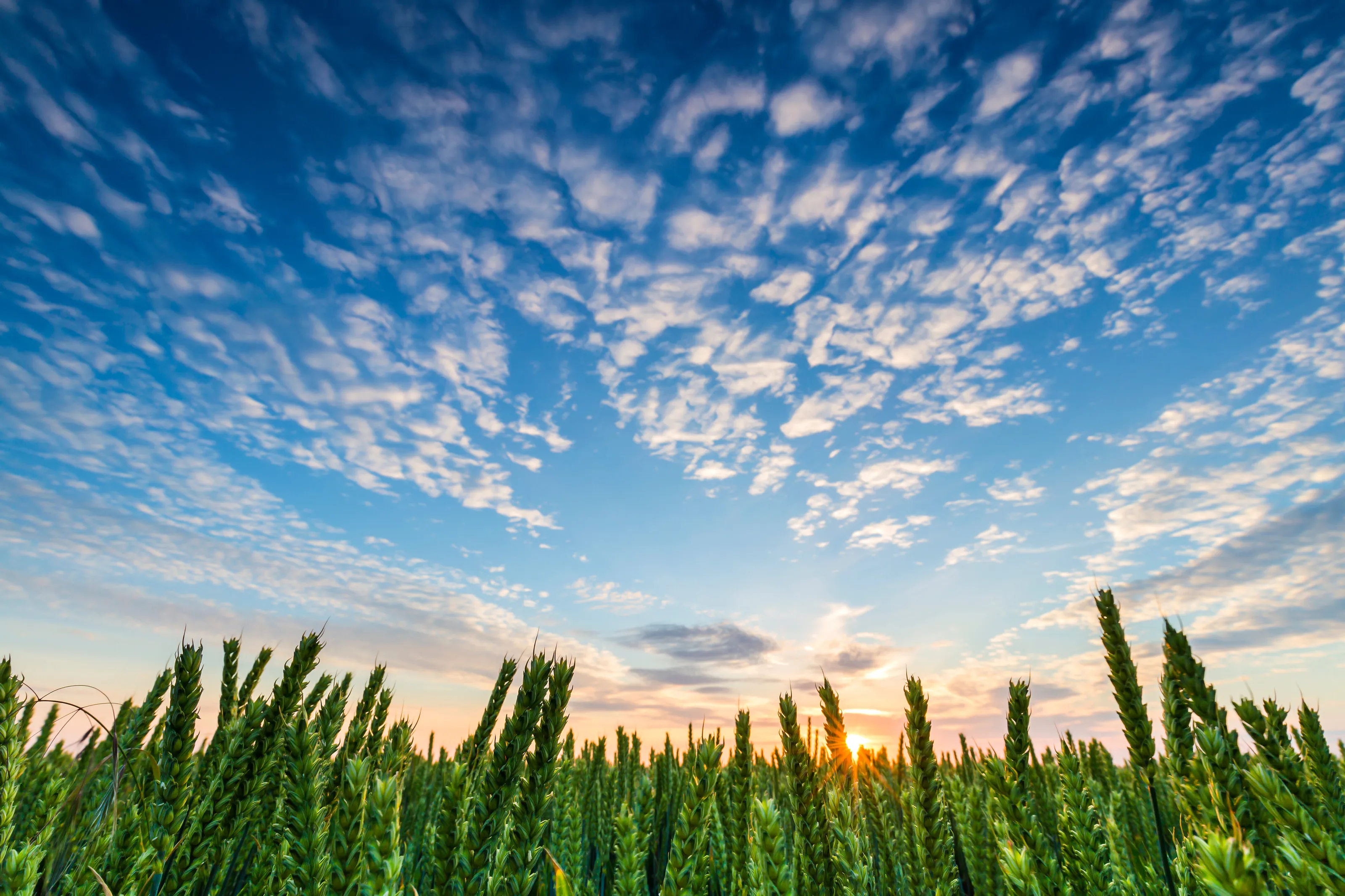 Sunset over wheat field