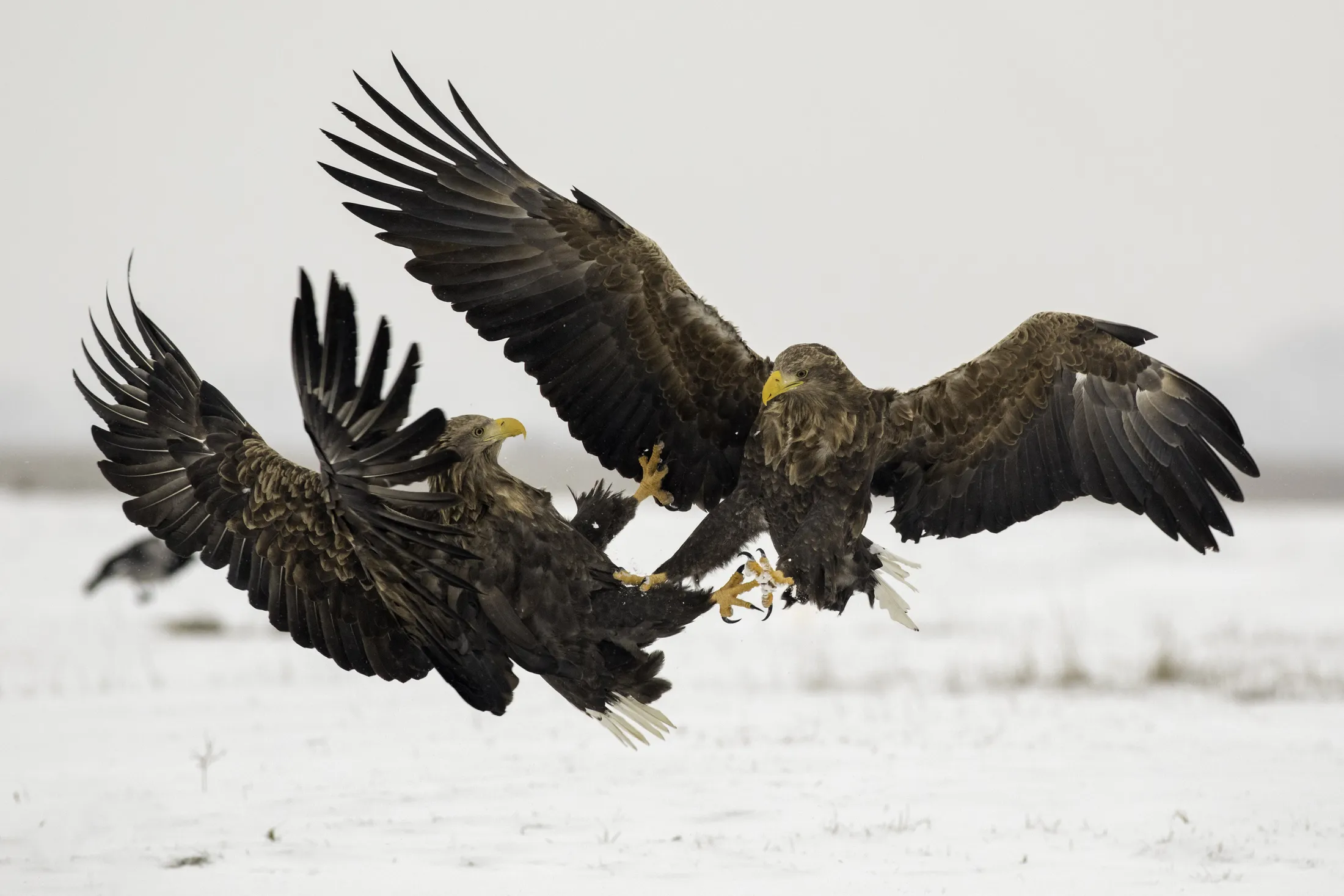 White tailed eagles fighting in the air in winter conditions.