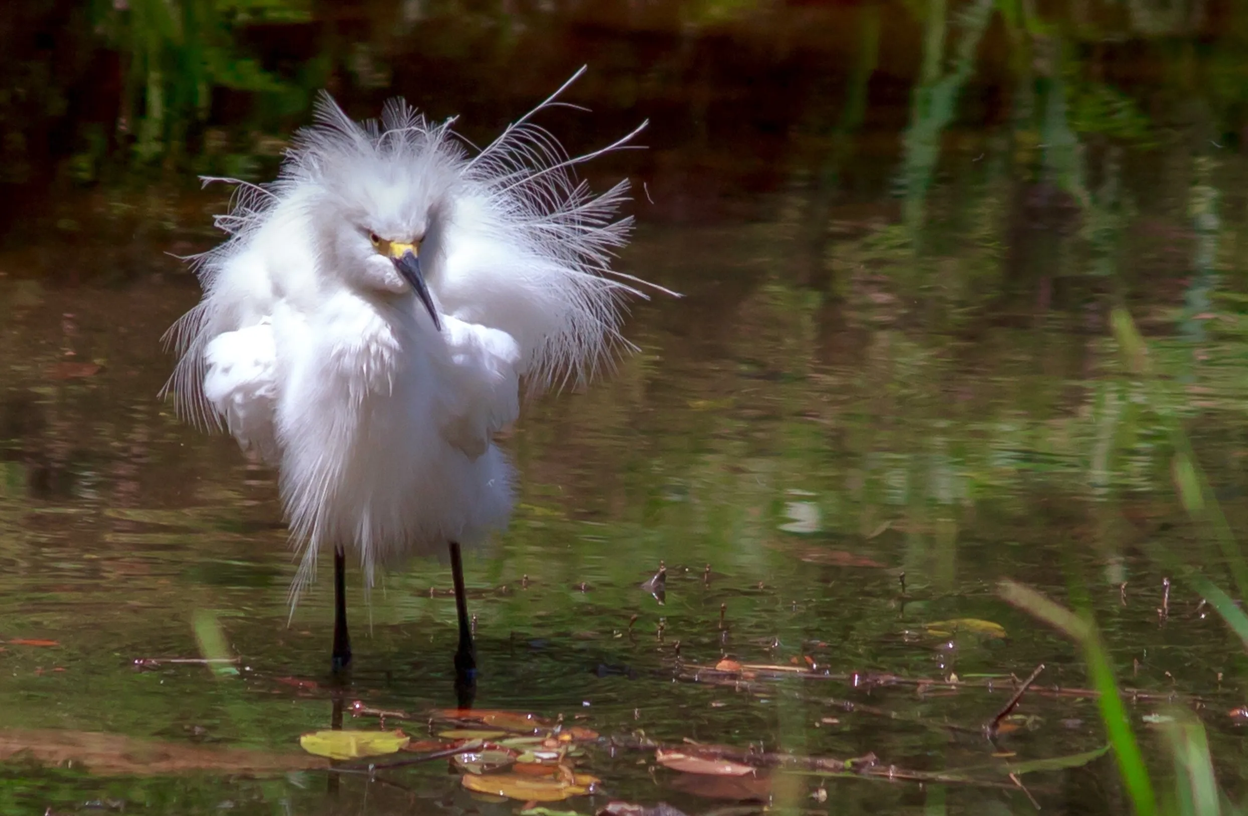Snowy Egret Goes Fishing