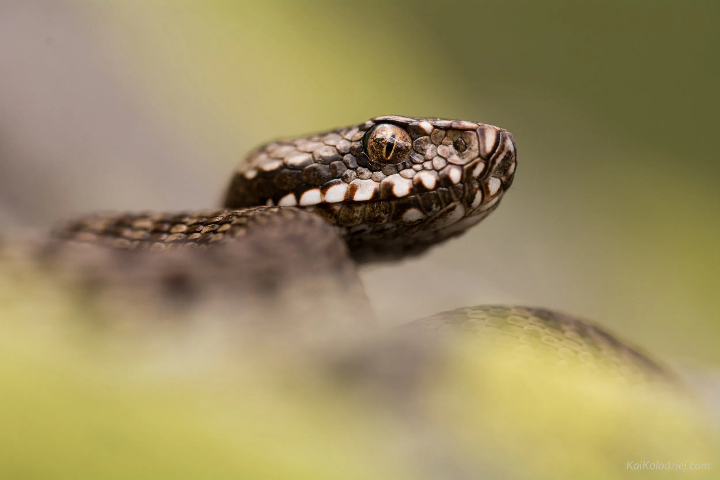 Piemont Viper
