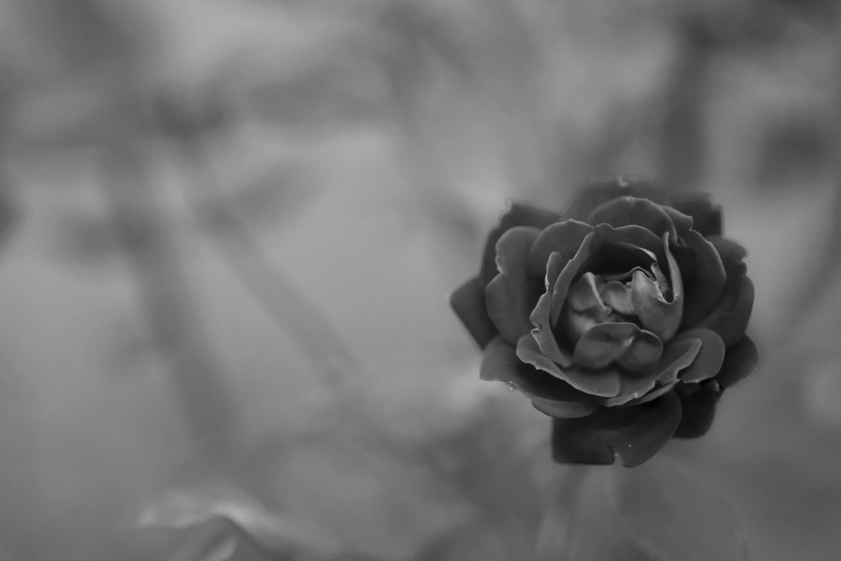 Black and White Rose
