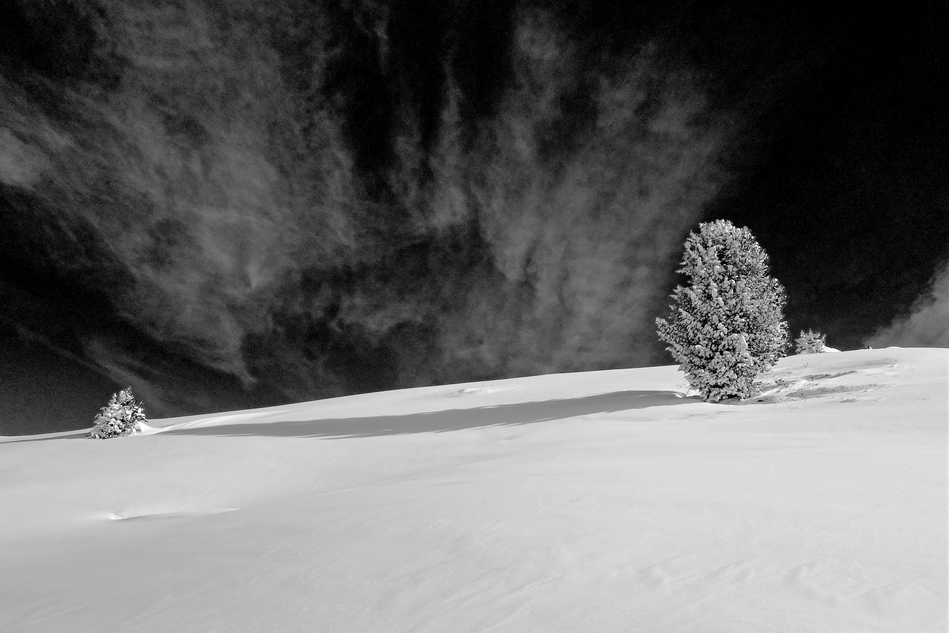 Snowy trees