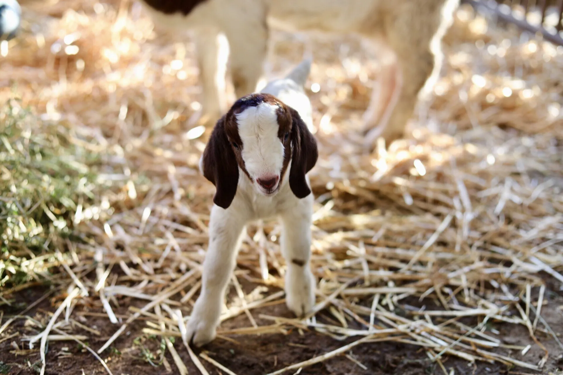 Baby Goat