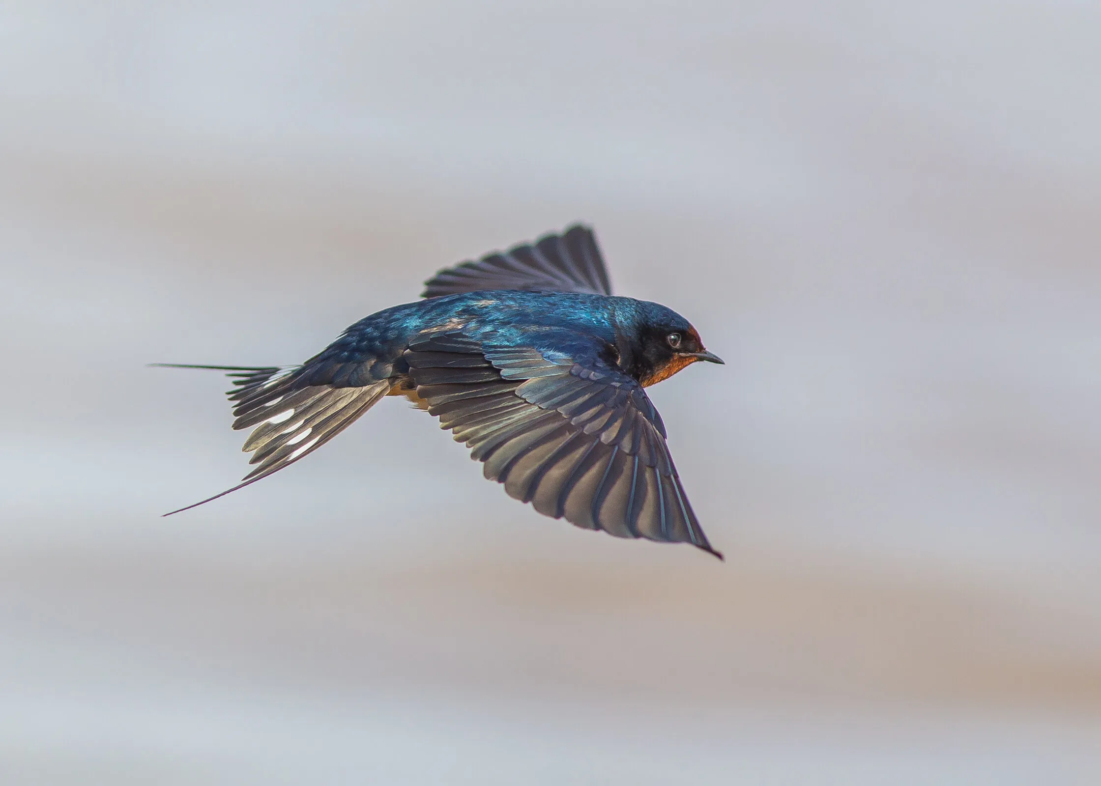 Barn Swallow