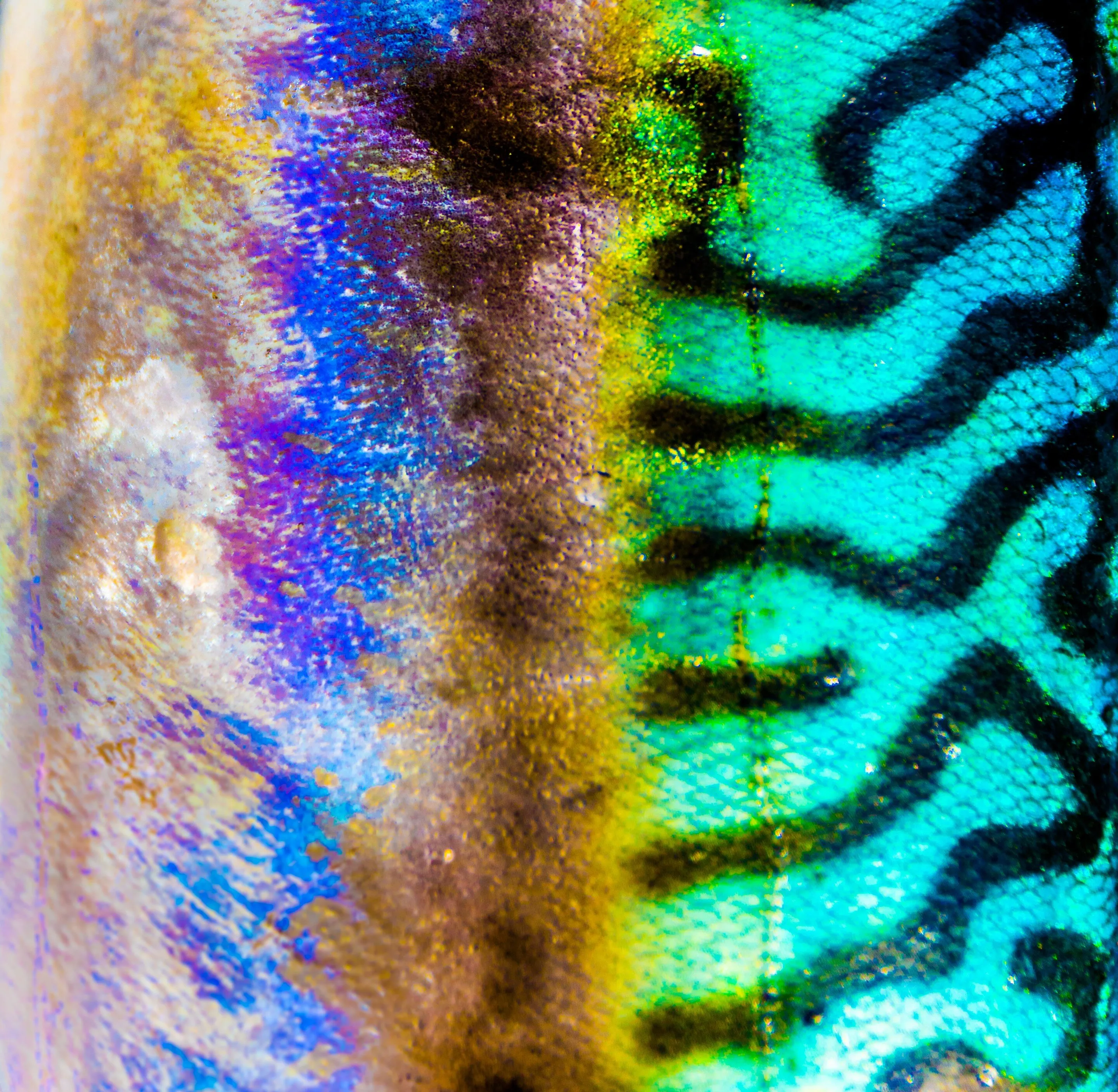 Mackerel 4