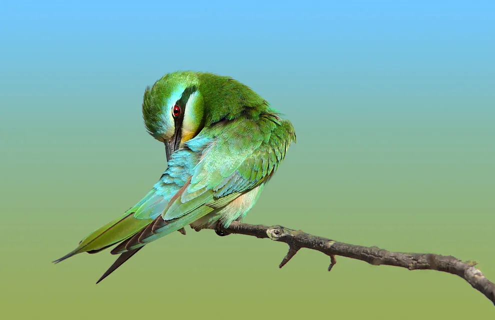 Green Bee Eater