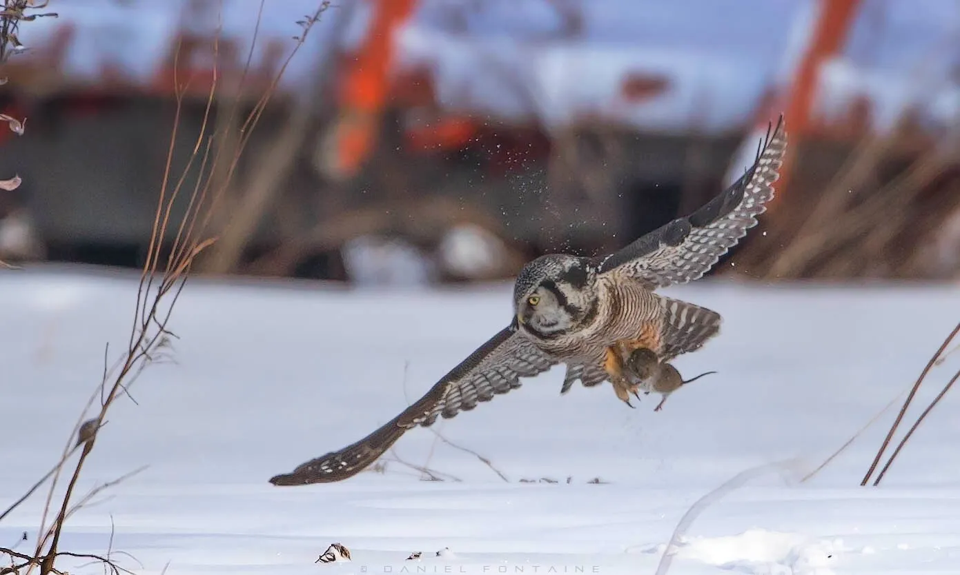 Northern Hawk-Owl