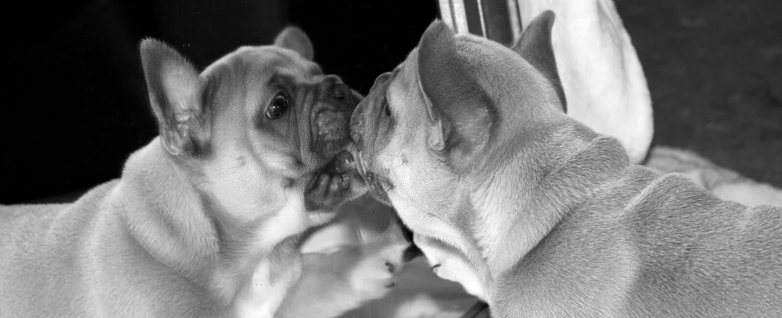 Love at first sight !