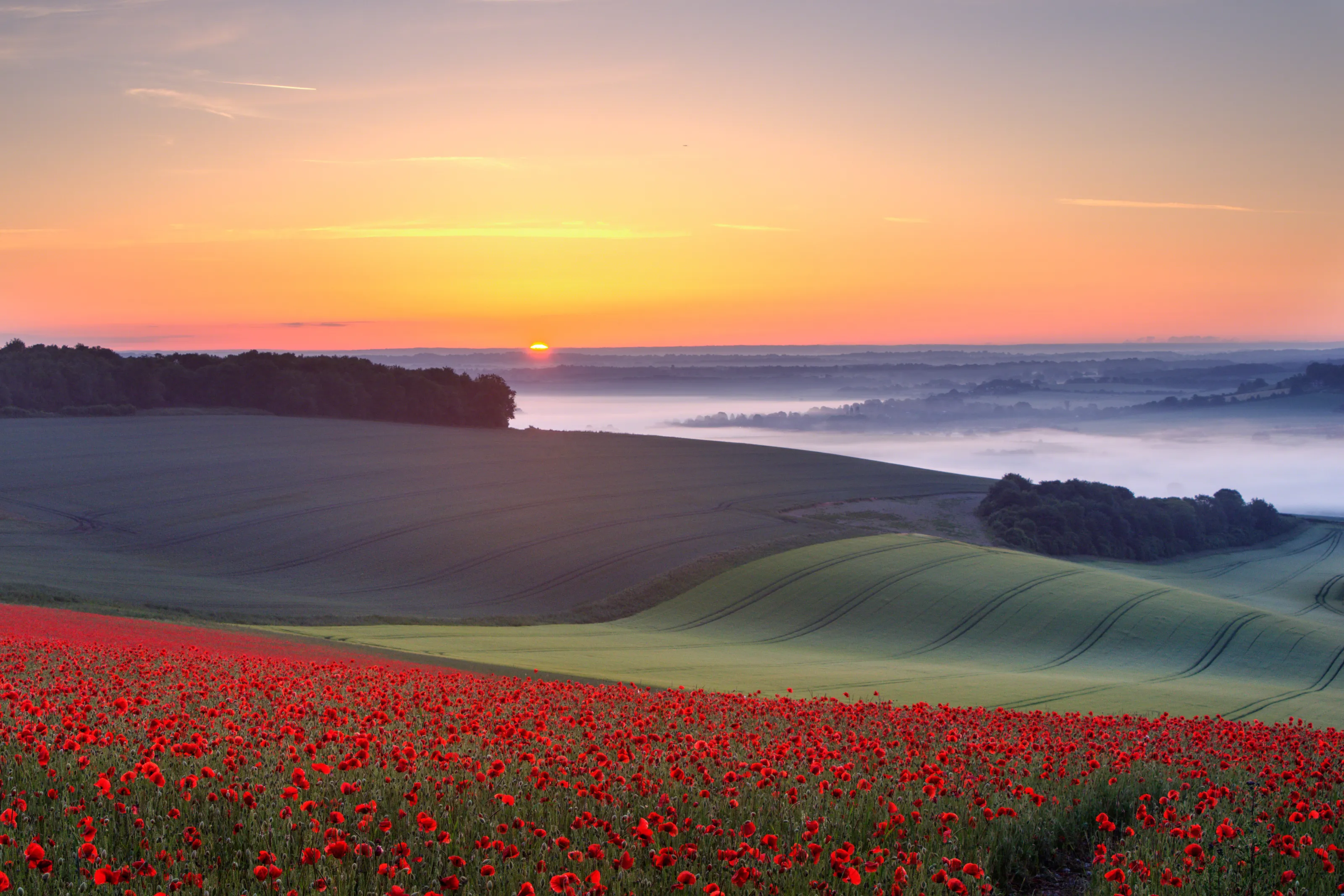 Poppies Dawn Bury Hill and Arun Valley