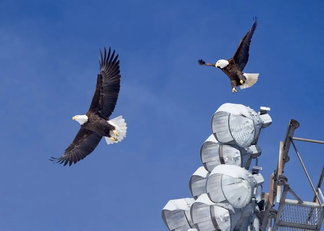 Eagle fever