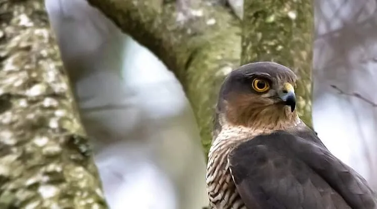 Sparrow hawk.