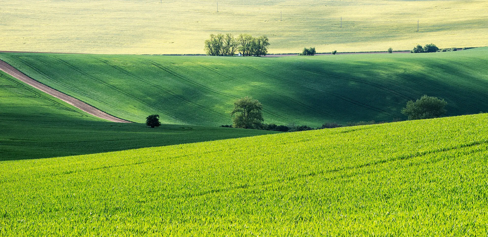 field