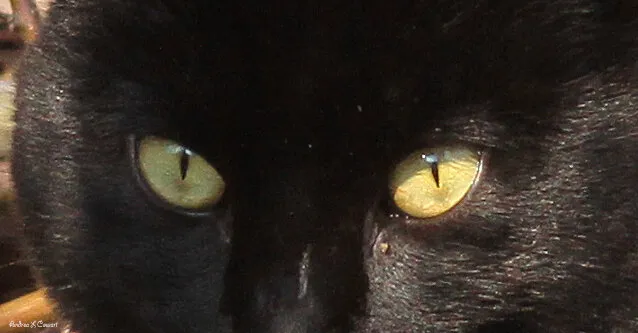 Cool Black Cat