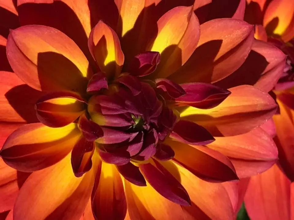 Flower on Fire