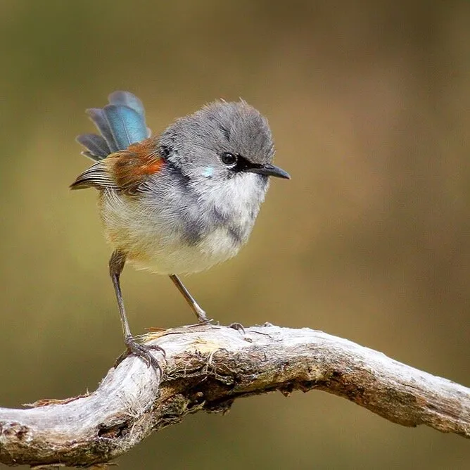 Fairy Wren
