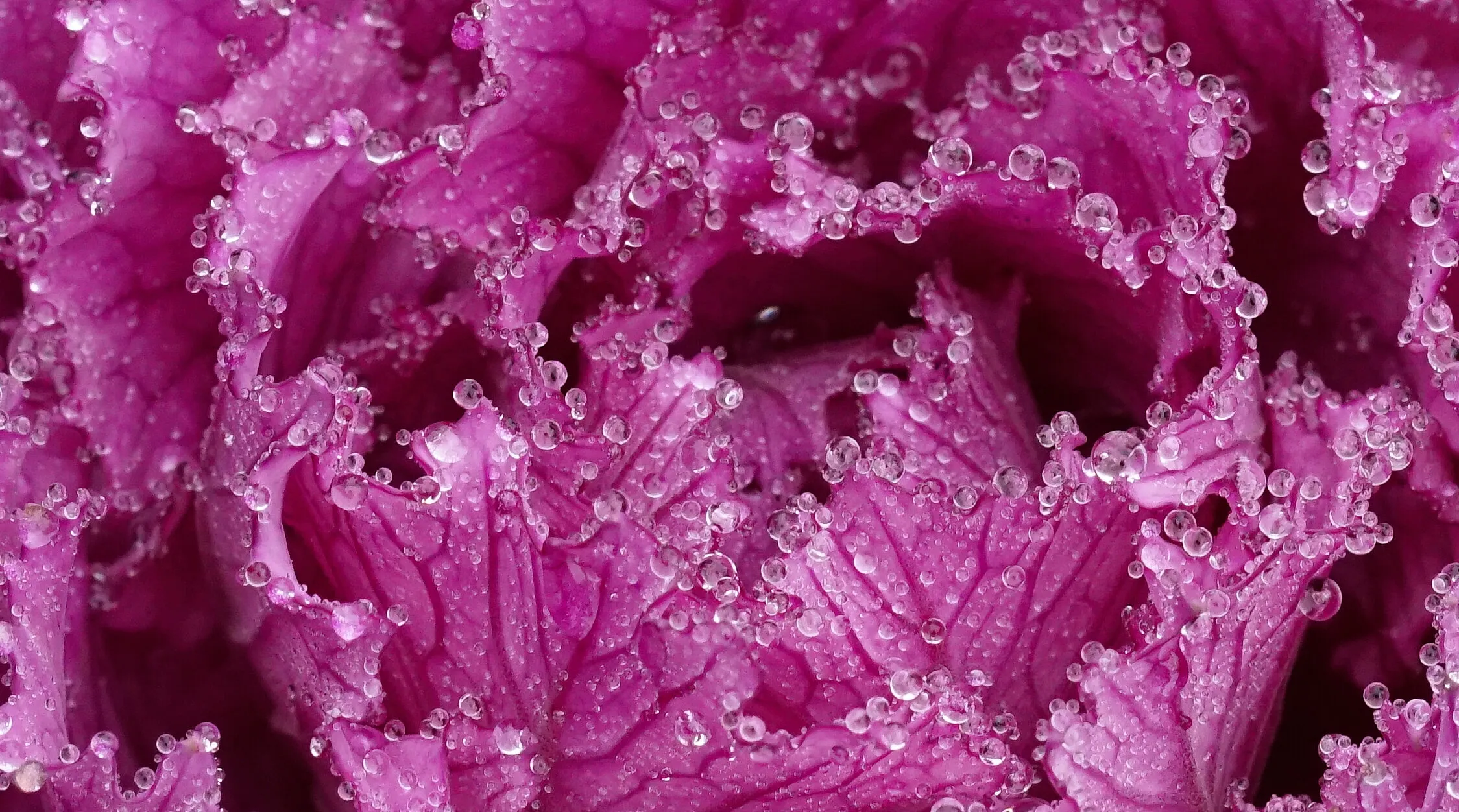 Decorative Kale plant retains morning dew