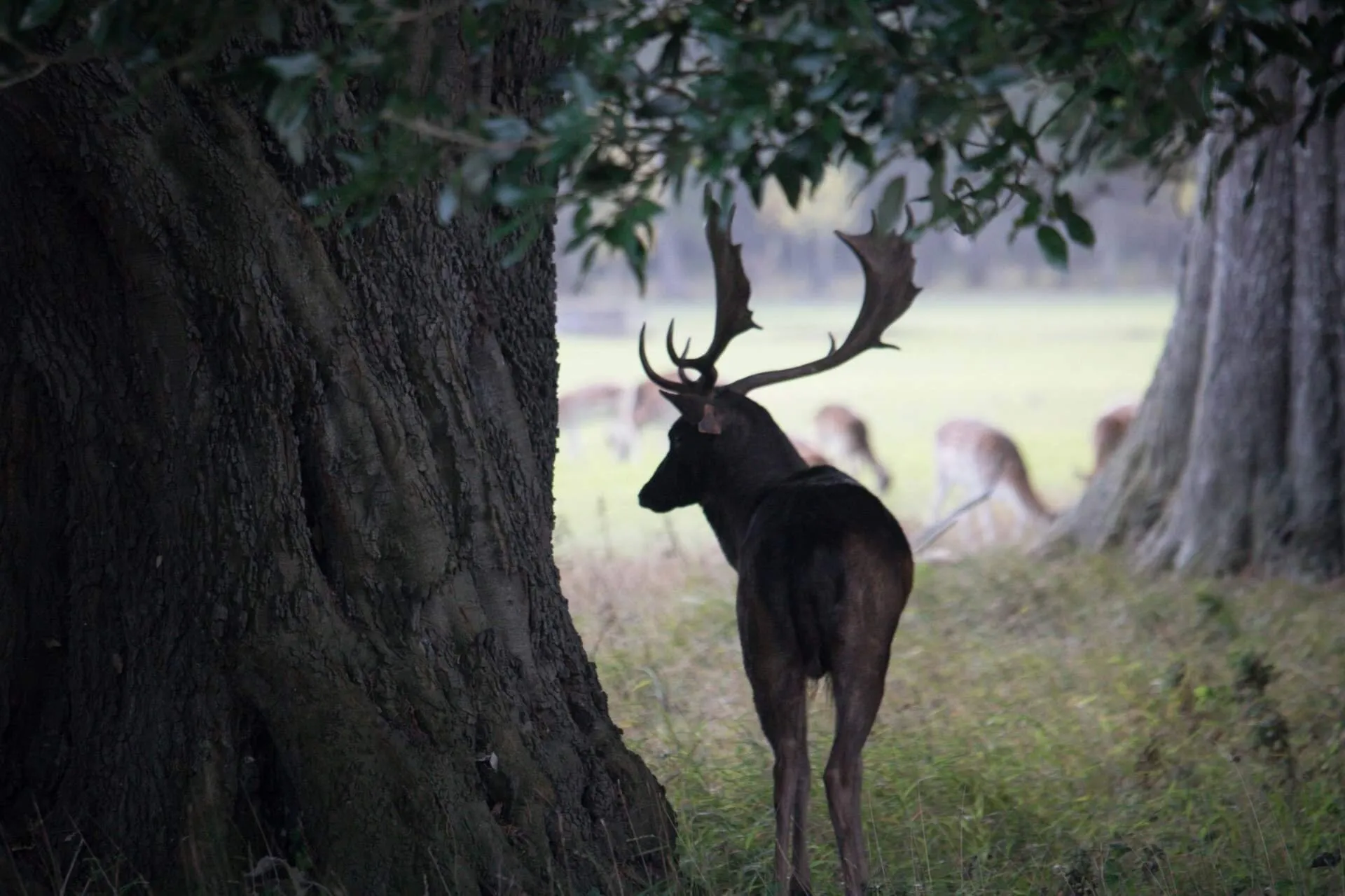 Deer